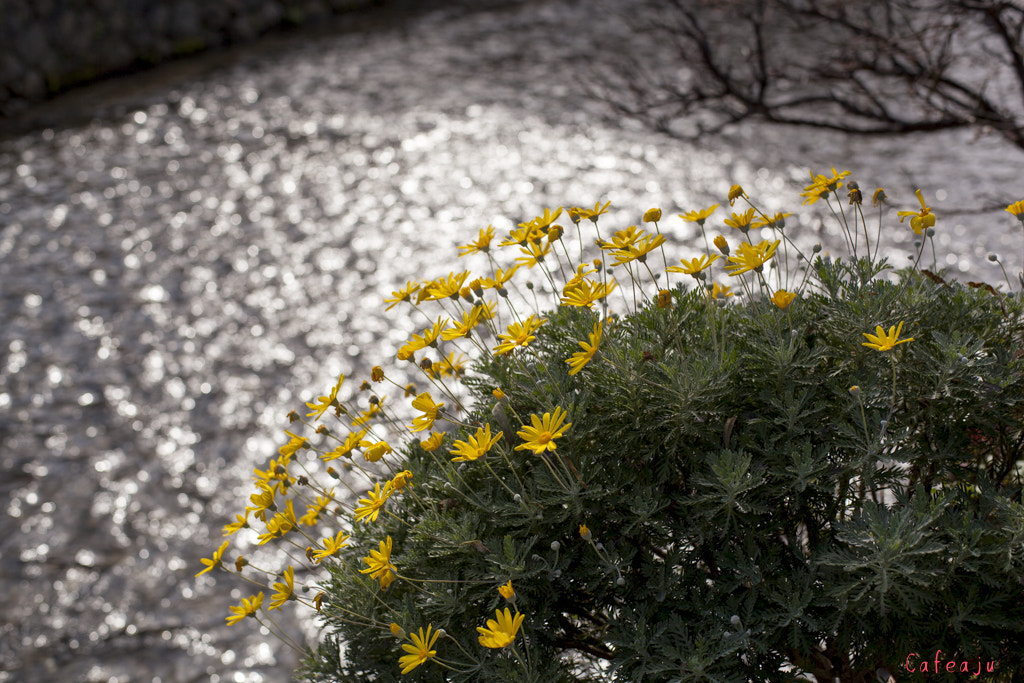 Canon EOS 5D Mark II + ZEISS Planar T* 50mm F1.4 sample photo. Newyear  takase-gawa  kyoto photography