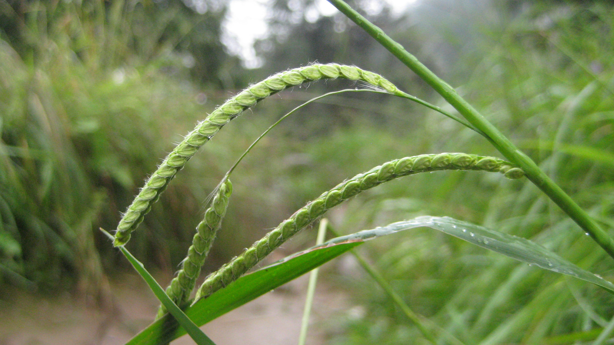 Canon POWERSHOT SD750 sample photo. Grass - basic - photographer - 2012 photography