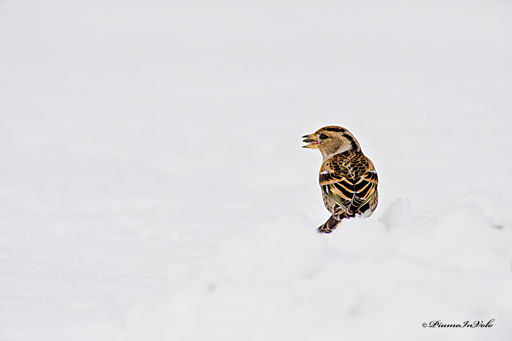 Nikon D700 + Nikon AF-S Nikkor 600mm F4G ED VR sample photo. Peppola photography
