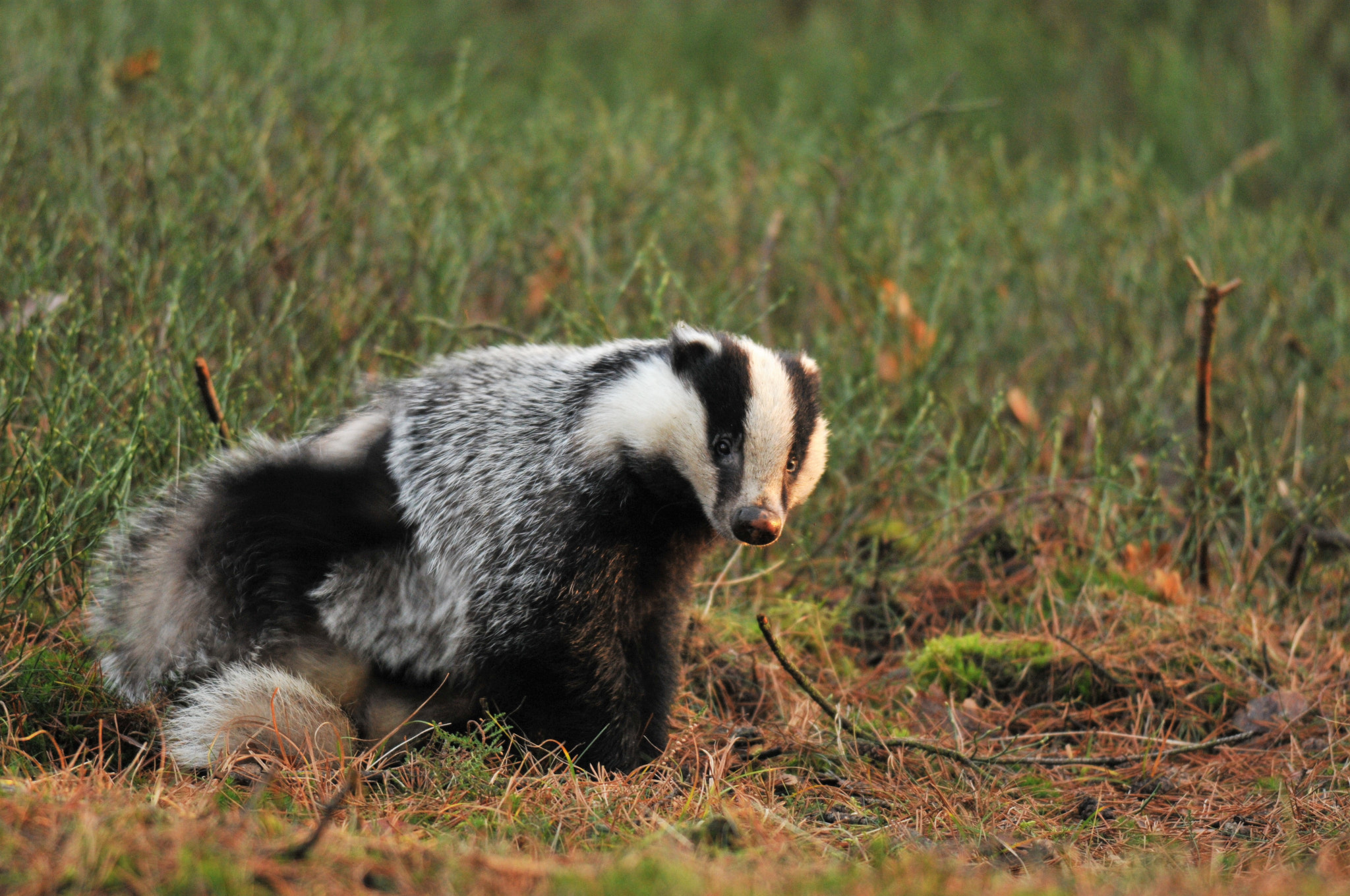 Nikon D300S + Nikon AF-S Nikkor 300mm F4D ED-IF sample photo. Badger @ deelense woud, holland photography