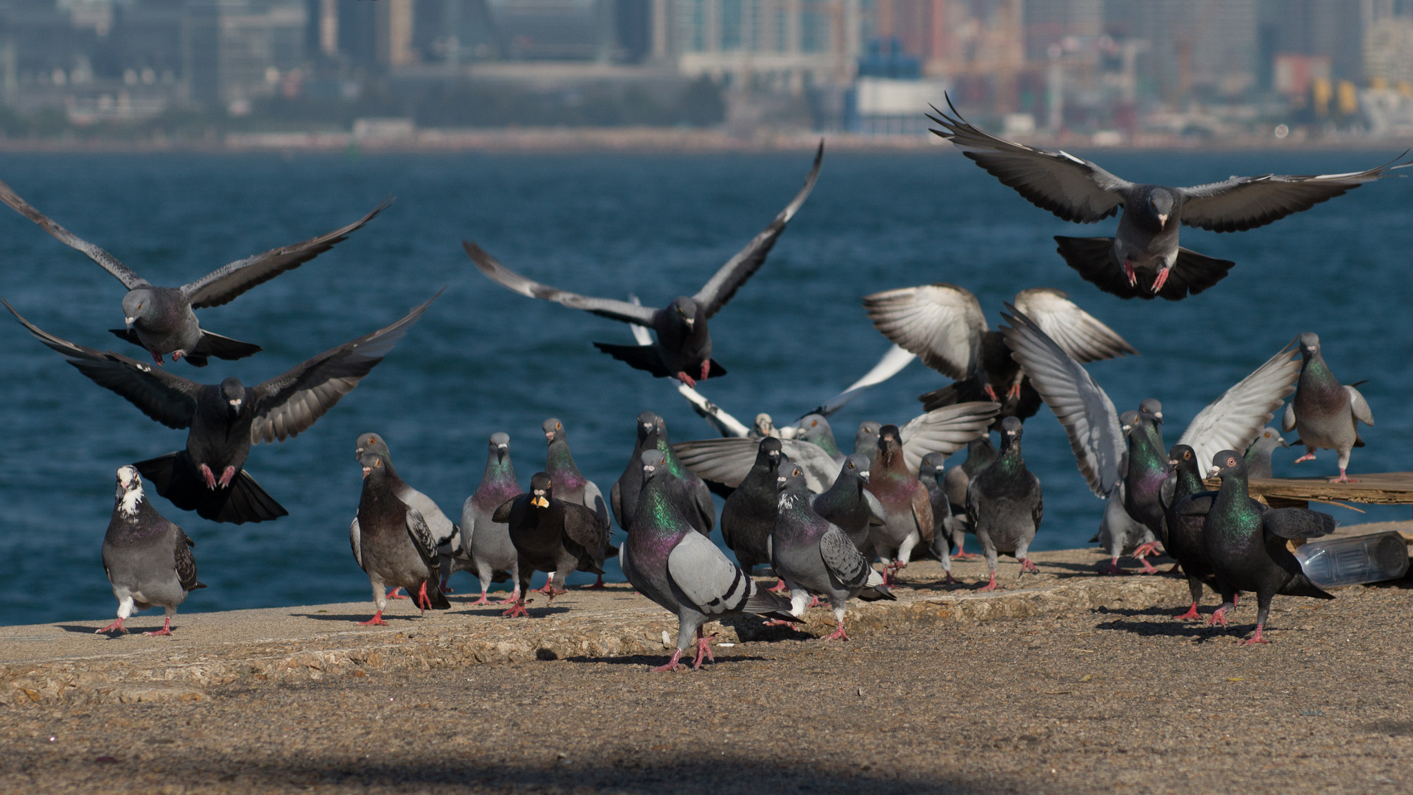 Sony 75-300mm F4.5-5.6 sample photo. Pigeons photography