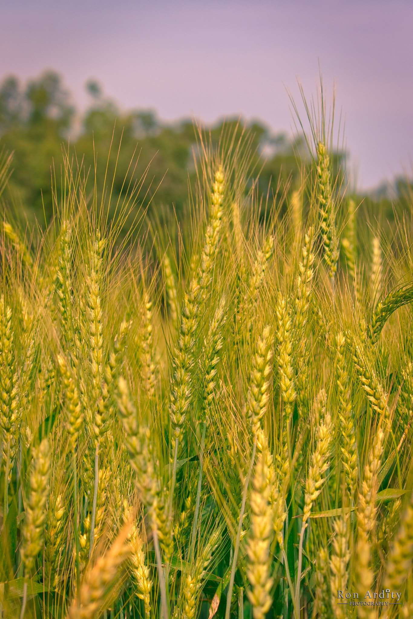 Canon EOS 7D Mark II + Canon EF-S 55-250mm F4-5.6 IS STM sample photo. Wheat field photography