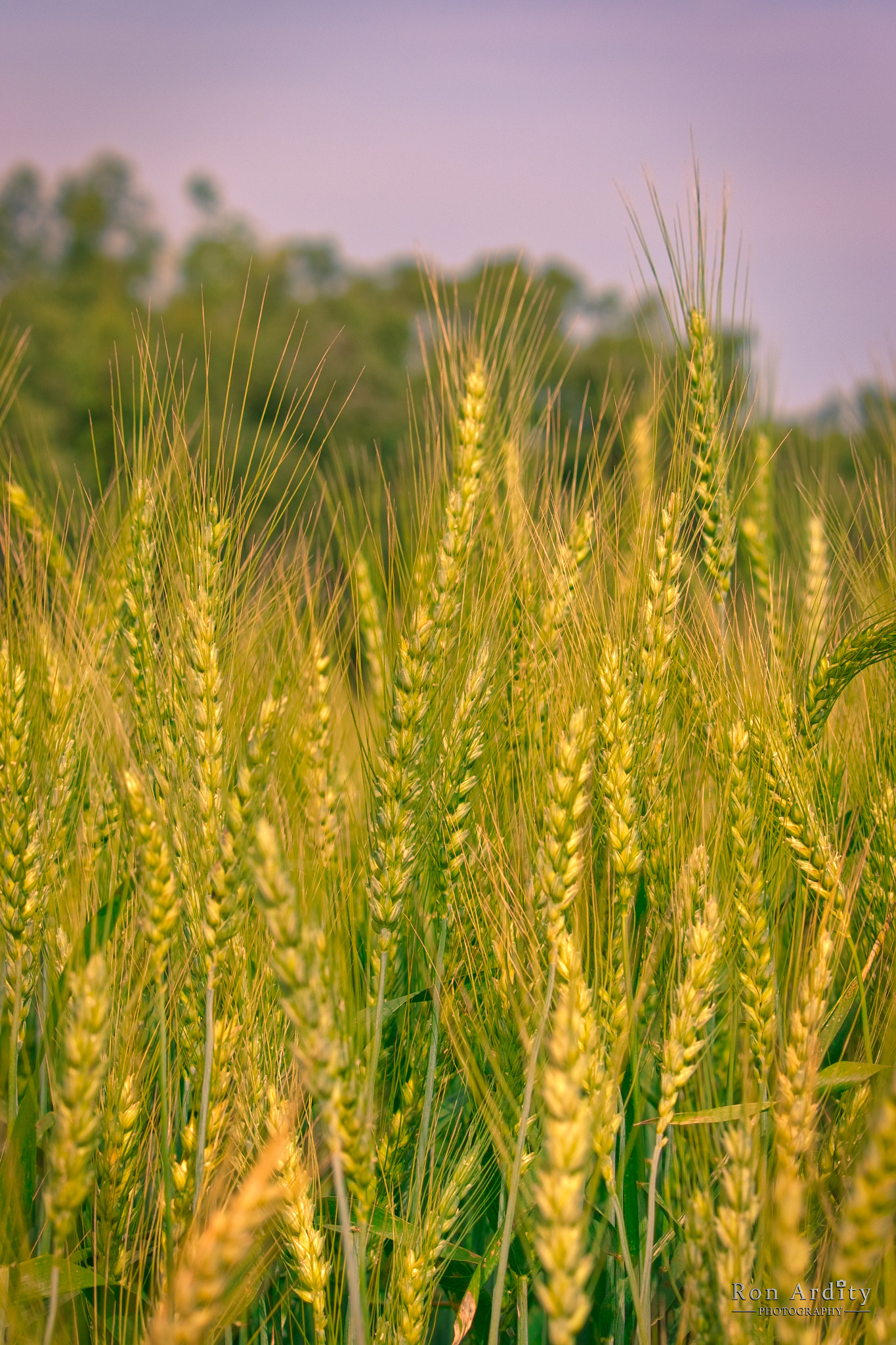 Canon EF-S 55-250mm F4-5.6 IS STM sample photo. Wheat field photography