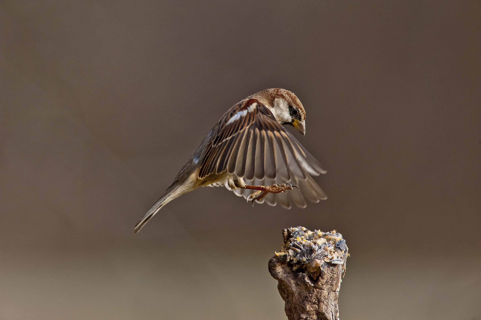 Nikon D700 + Nikon AF-S Nikkor 600mm F4G ED VR sample photo. Il volo del passero photography