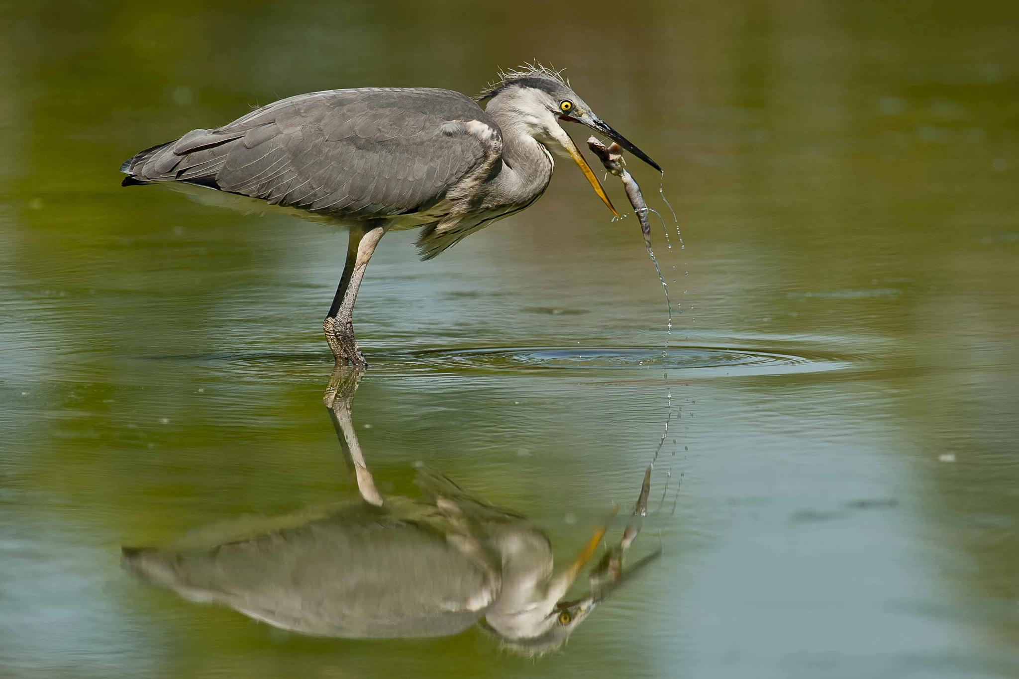 Nikon D700 + Nikon AF-S Nikkor 600mm F4G ED VR sample photo. Preso al.. volo! photography