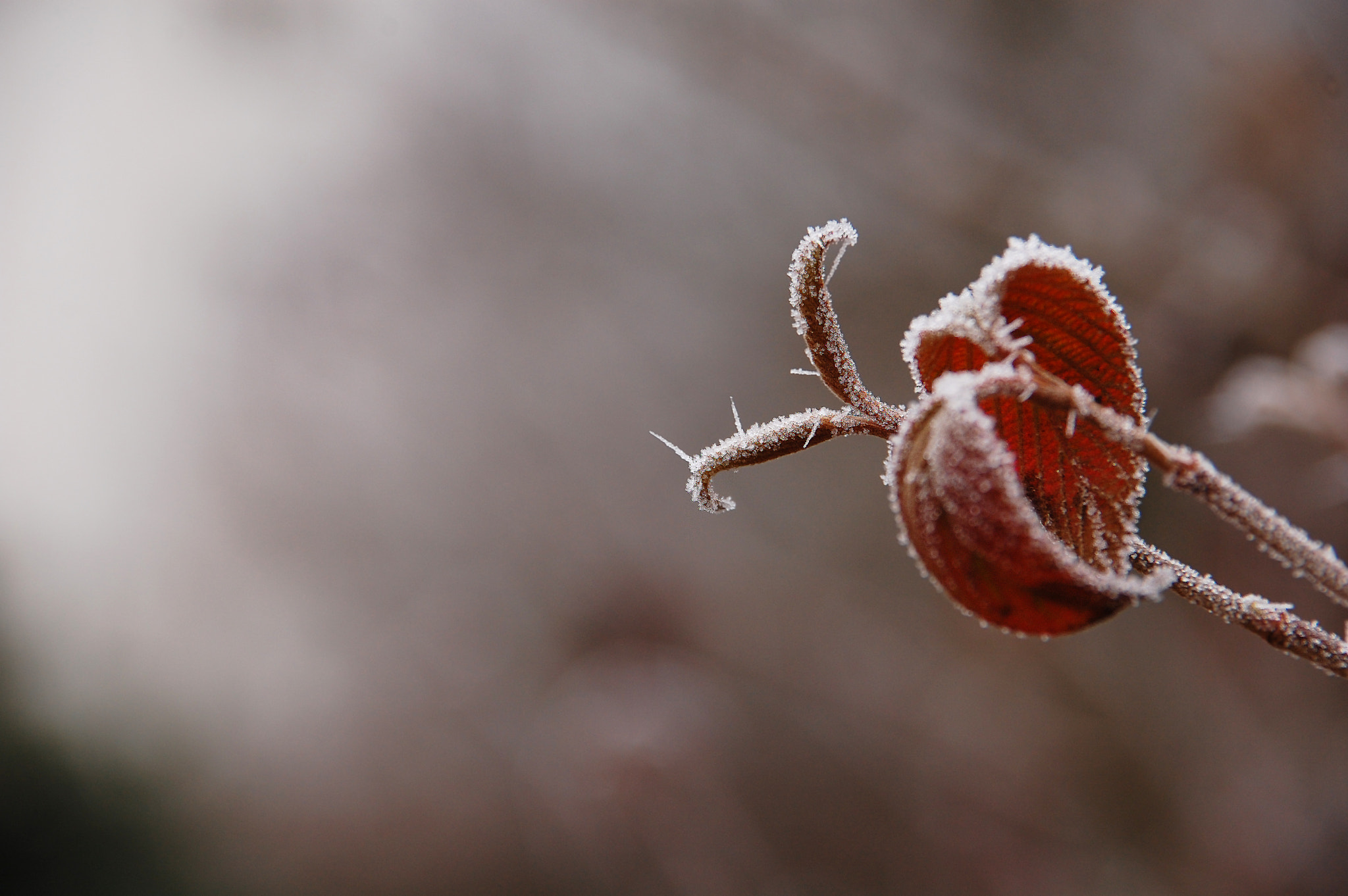 Nikon D40 + Sigma 18-200mm F3.5-6.3 DC sample photo. Nature photography