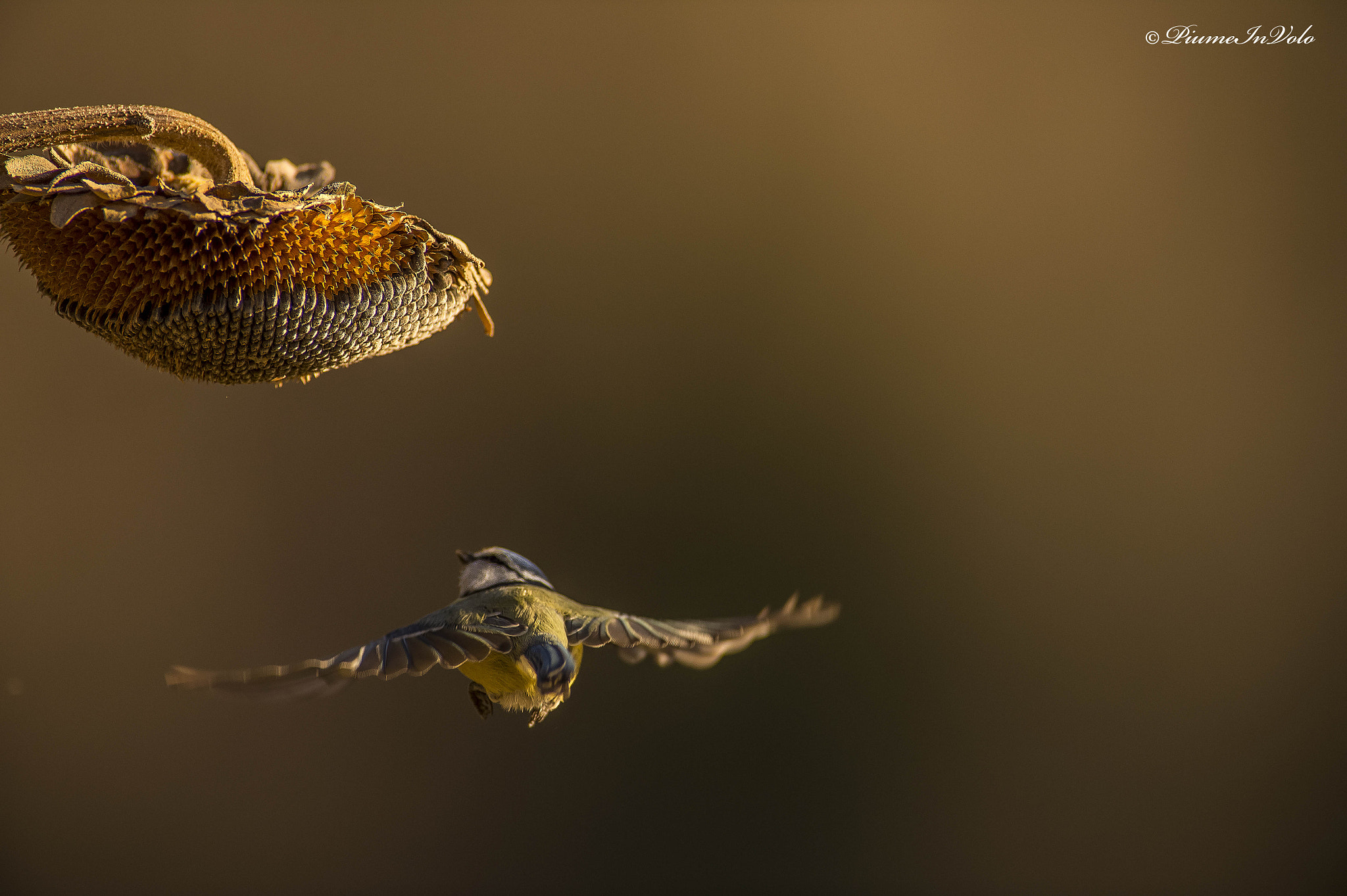 Nikon D4 + Nikon AF-S Nikkor 600mm F4G ED VR sample photo. Verso il... sole photography