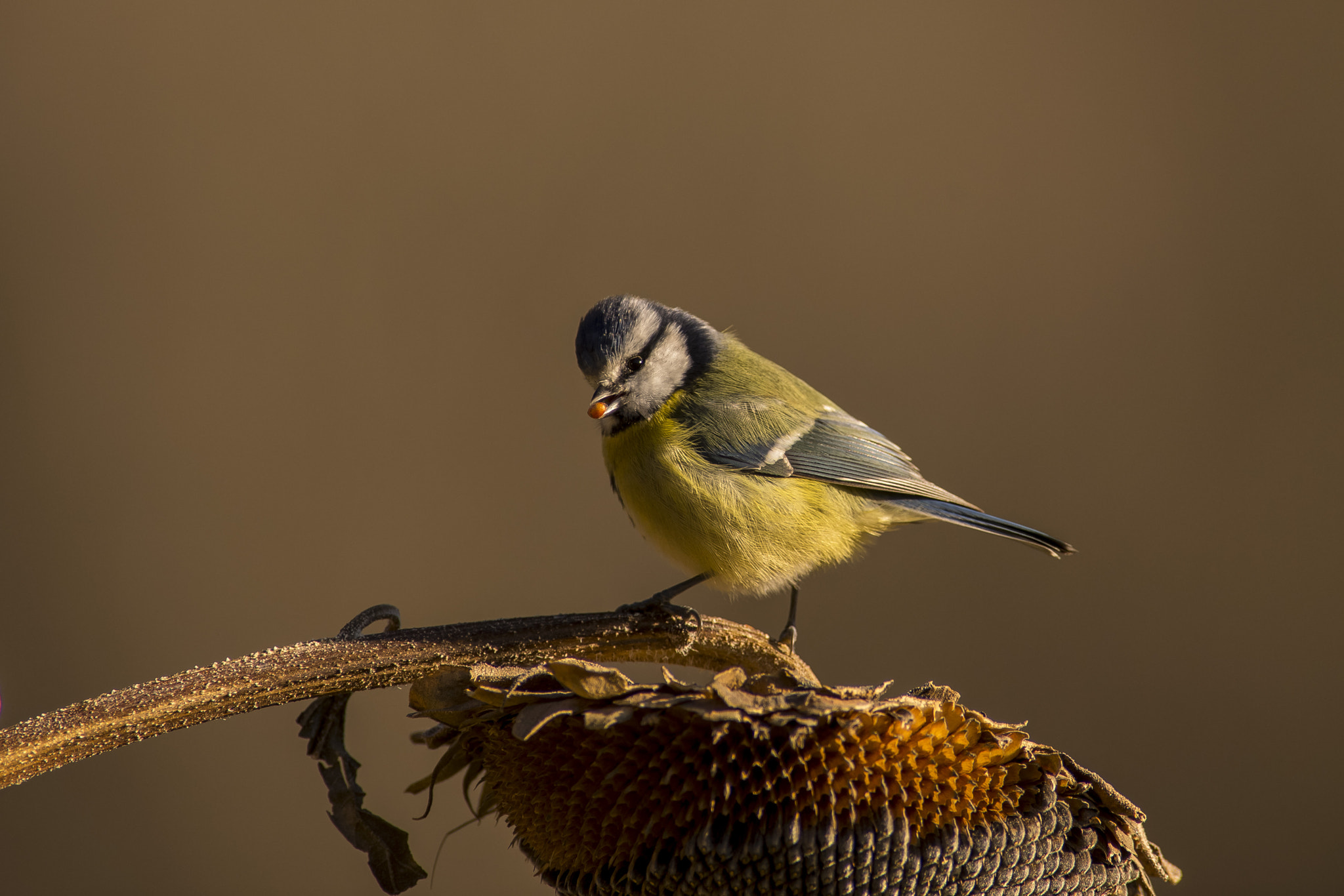 Nikon D4 + Nikon AF-S Nikkor 600mm F4G ED VR sample photo. Cinciarella photography