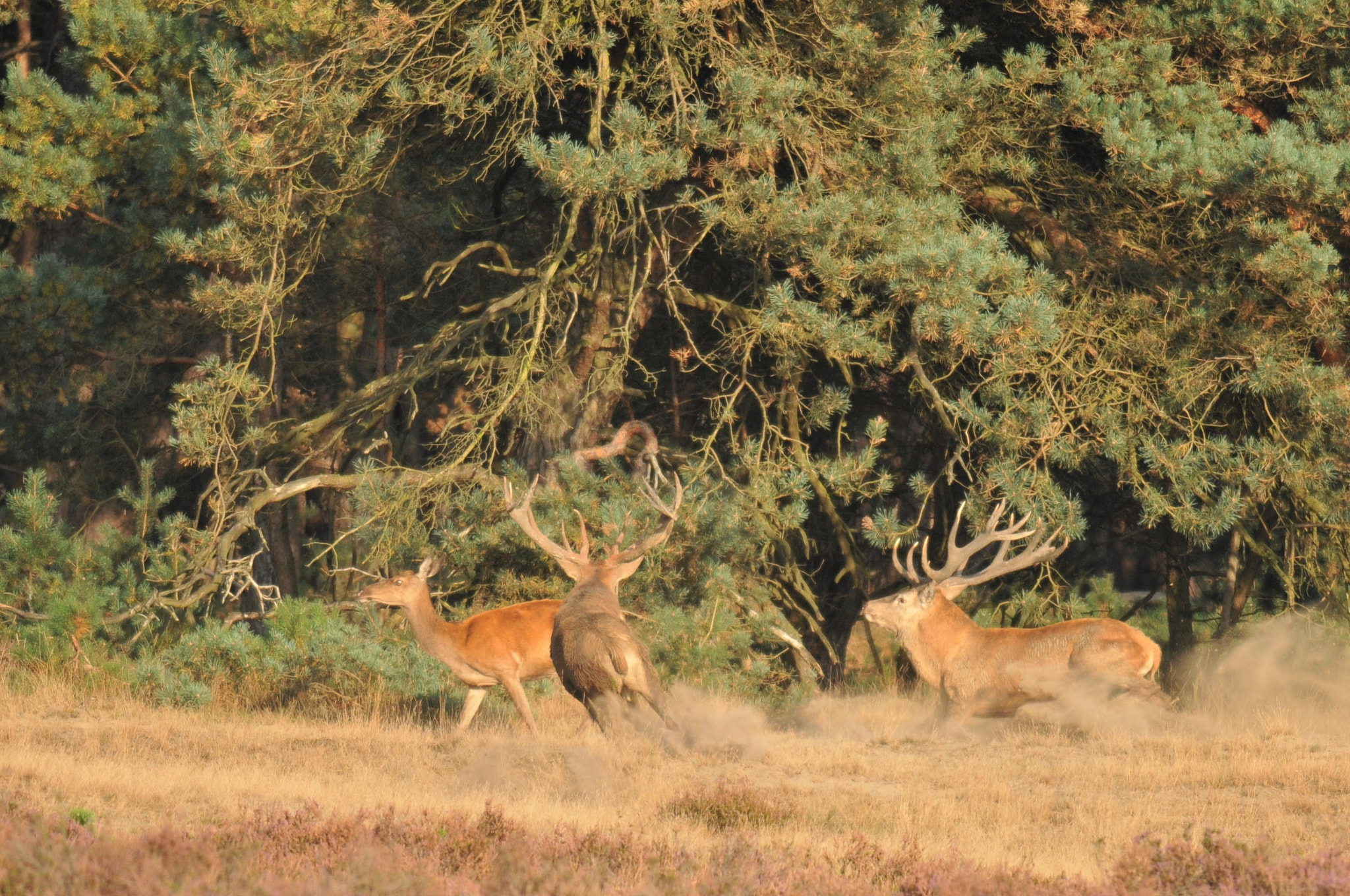 Nikon D300S + Nikon AF-S Nikkor 300mm F4D ED-IF sample photo. Red stags giving chase photography