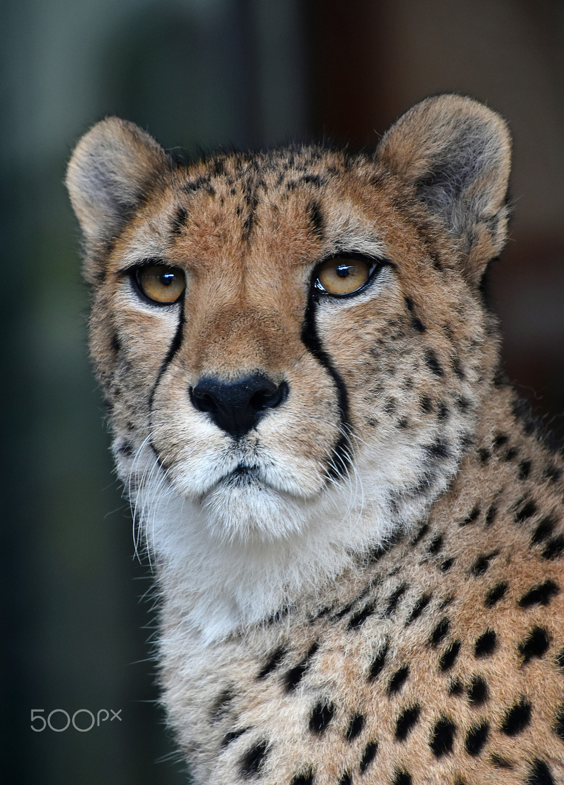 Nikon D5500 + Nikon AF-S DX Nikkor 18-300mm F3.5-6.3G ED VR sample photo. Cheetah close up portrait photography