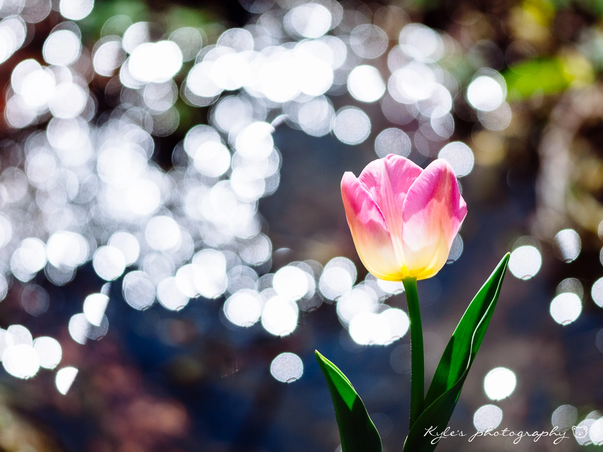 Olympus E-30 + Sigma 150mm F2.8 EX DG Macro HSM sample photo. Tulip photography