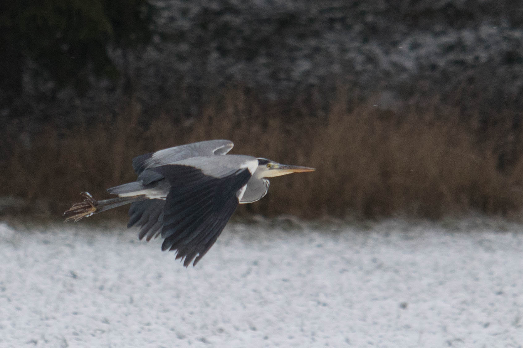 Canon EF 70-200mm F2.8L USM sample photo. Heron photography
