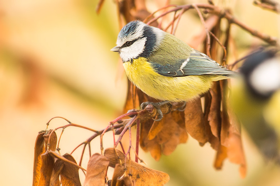 Canon EF 300mm F4L IS USM sample photo. Blaumeise photography