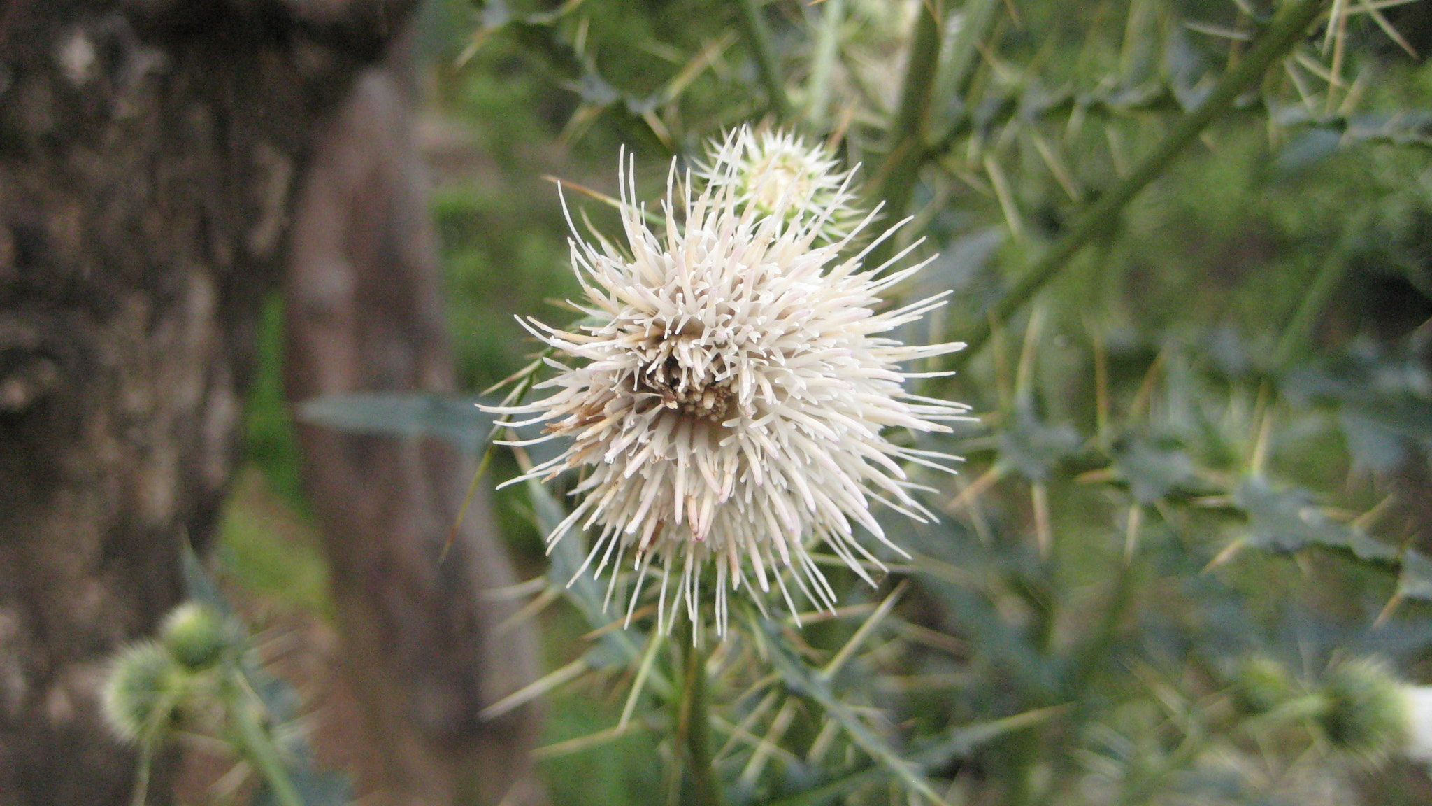 Canon POWERSHOT SD750 sample photo. Flower photography