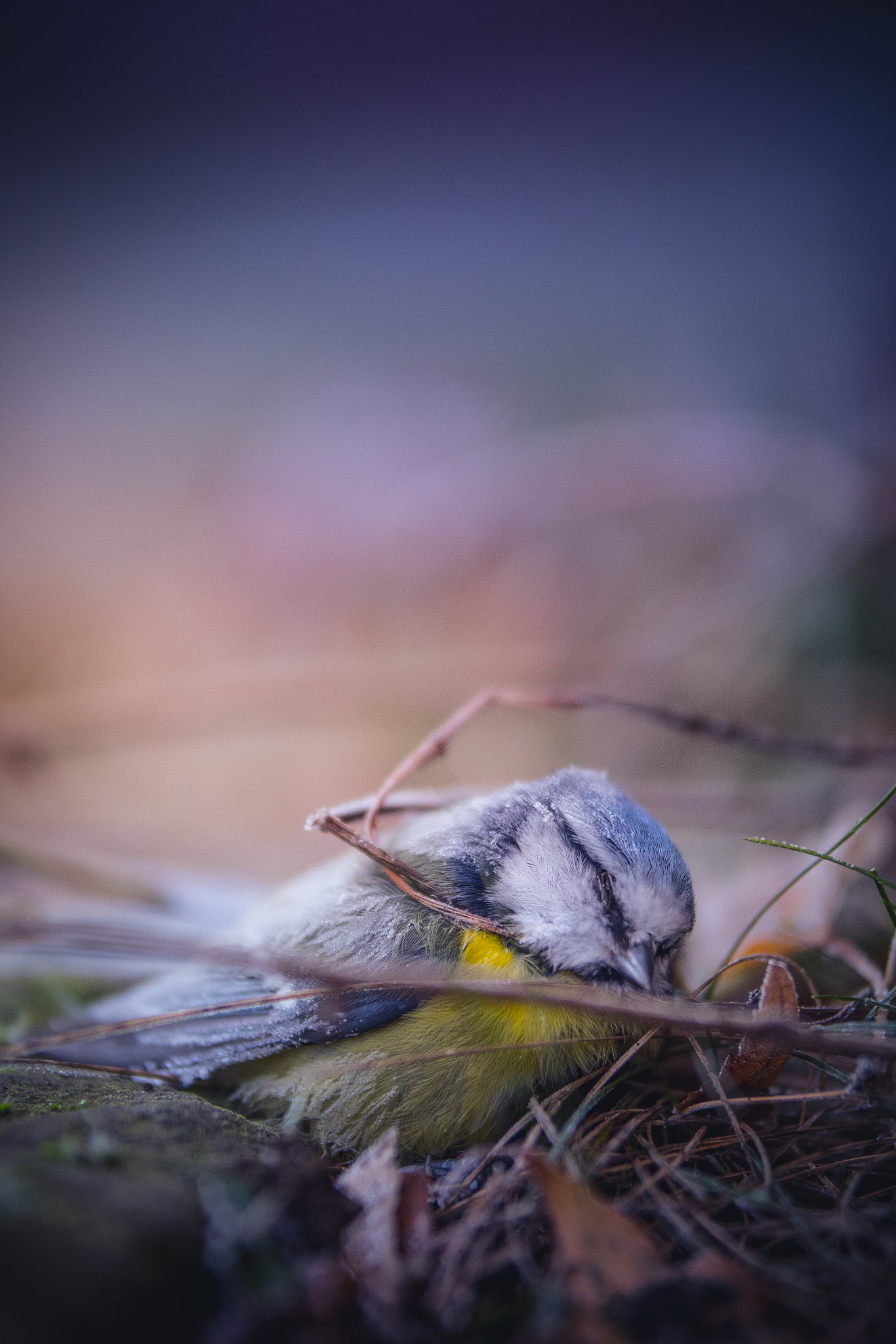 Sigma 50-100mm F1.8 DC HSM Art sample photo. End of life photography