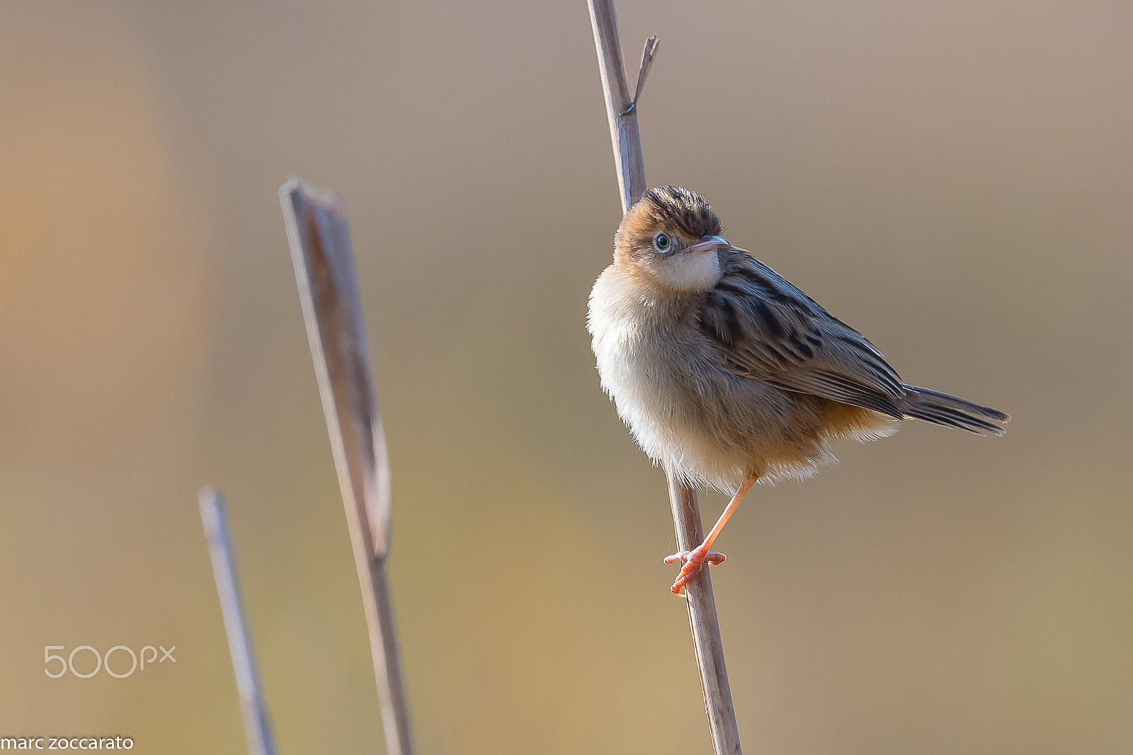 Nikon D500 + Nikon AF-S Nikkor 500mm F4E FL ED VR sample photo. Contre-jour du jour de l'an ... cisticole des joncs 01-01-2017 photography