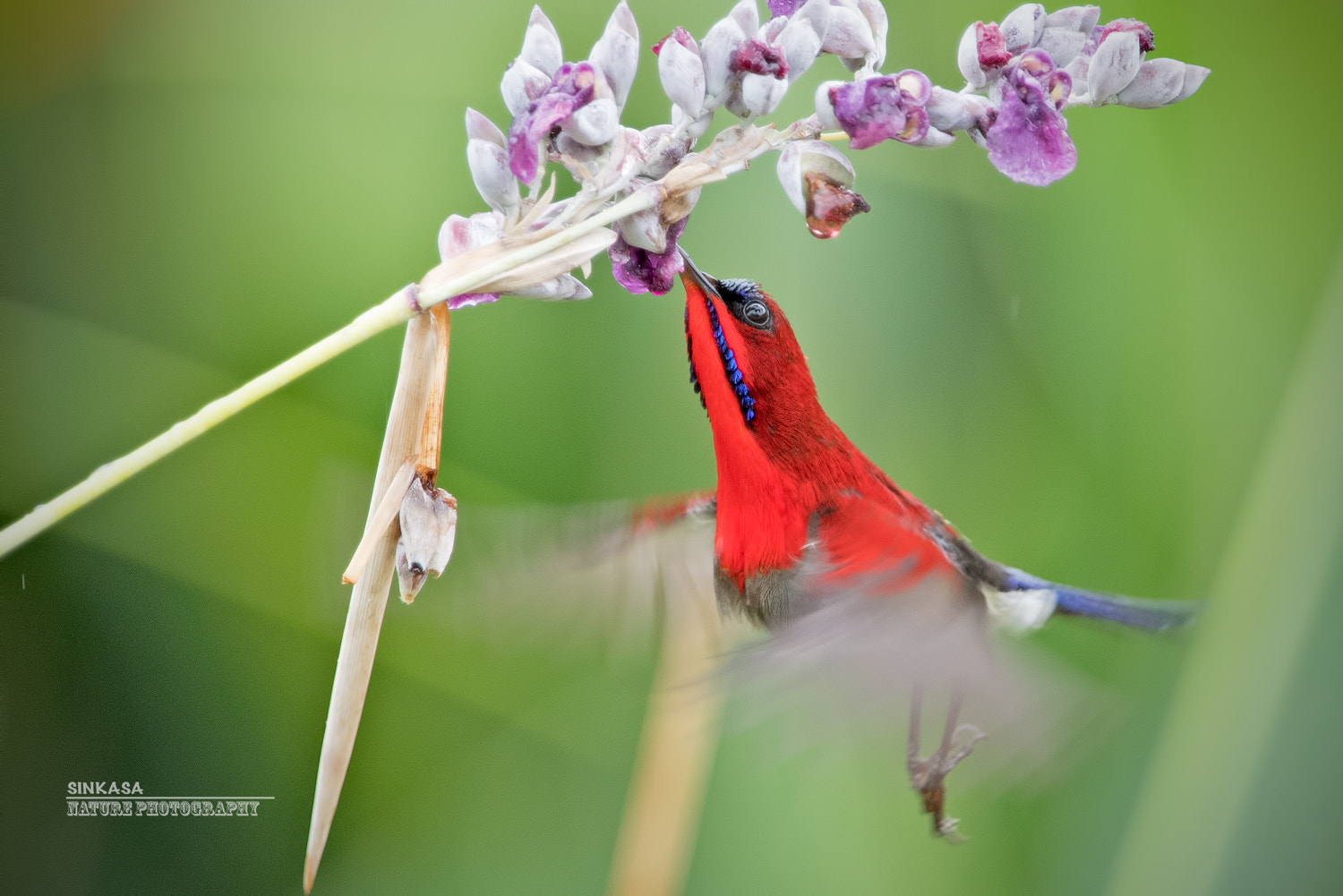 Nikon AF-S Nikkor 400mm F2.8G ED VR II sample photo. Crimson sunbird in flight photography