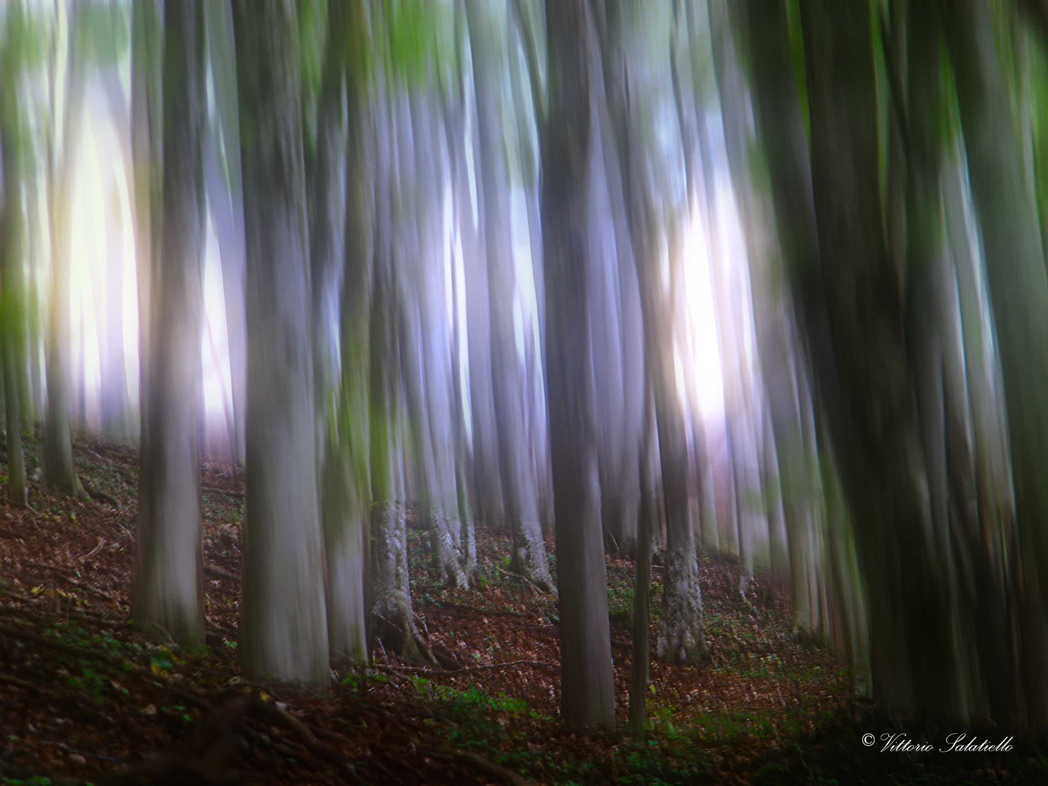 Fujifilm FinePix S2000HD sample photo. Bosco incantato photography
