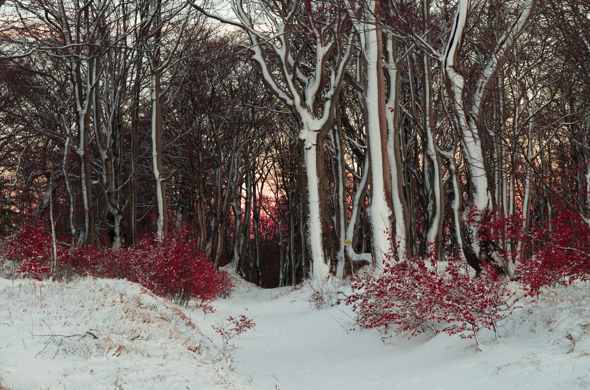 Pentax K-50 sample photo. New year photography