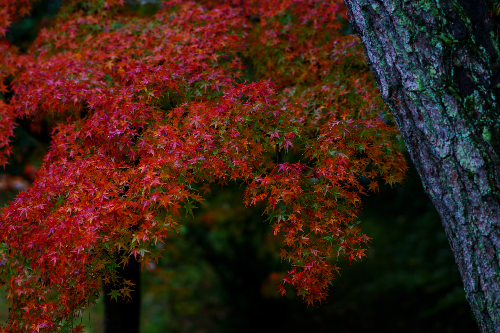 Sony Sonnar T* 135mm F1.8 ZA sample photo. Kyoto, autumn colours 16 photography