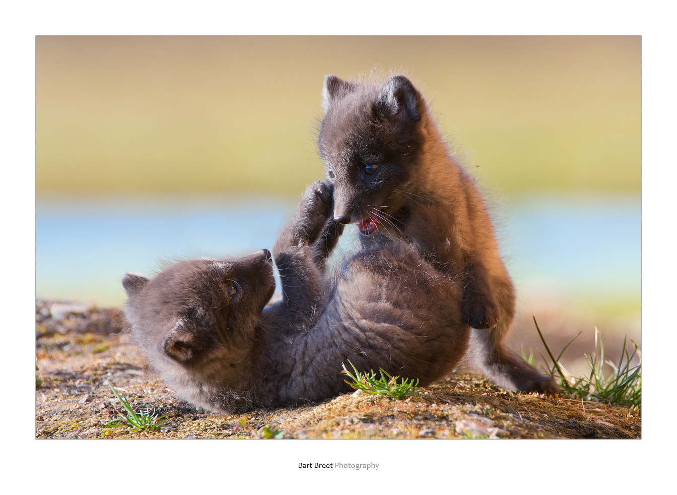 Nikon D2X + Nikon AF-S Nikkor 200-400mm F4G ED-IF VR sample photo. Arctic fox cubs playing photography