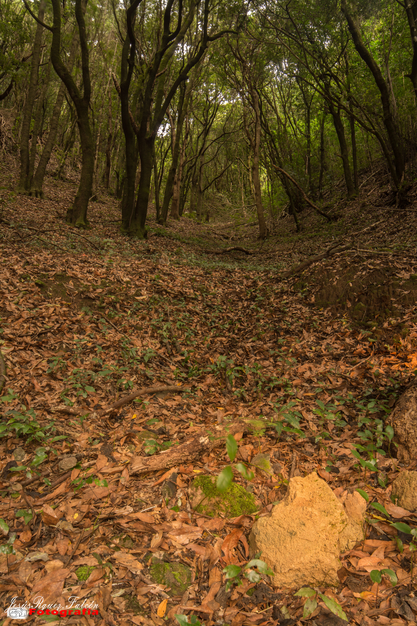 Nikon D5200 sample photo. La piedra del camino (the stone of the road photography