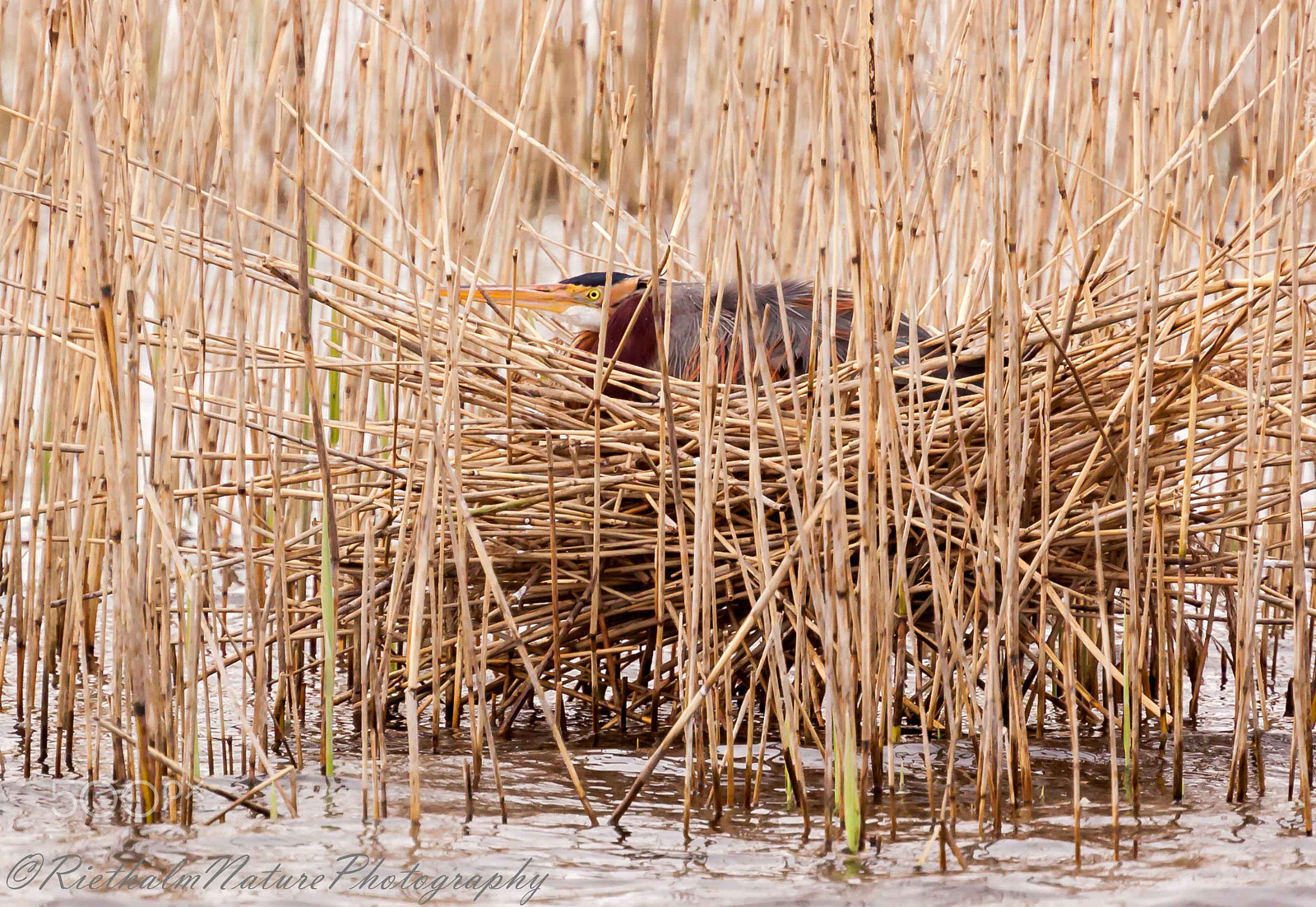 Canon EOS 50D + Canon EF 70-200mm F4L USM sample photo. Purple heron on nest photography
