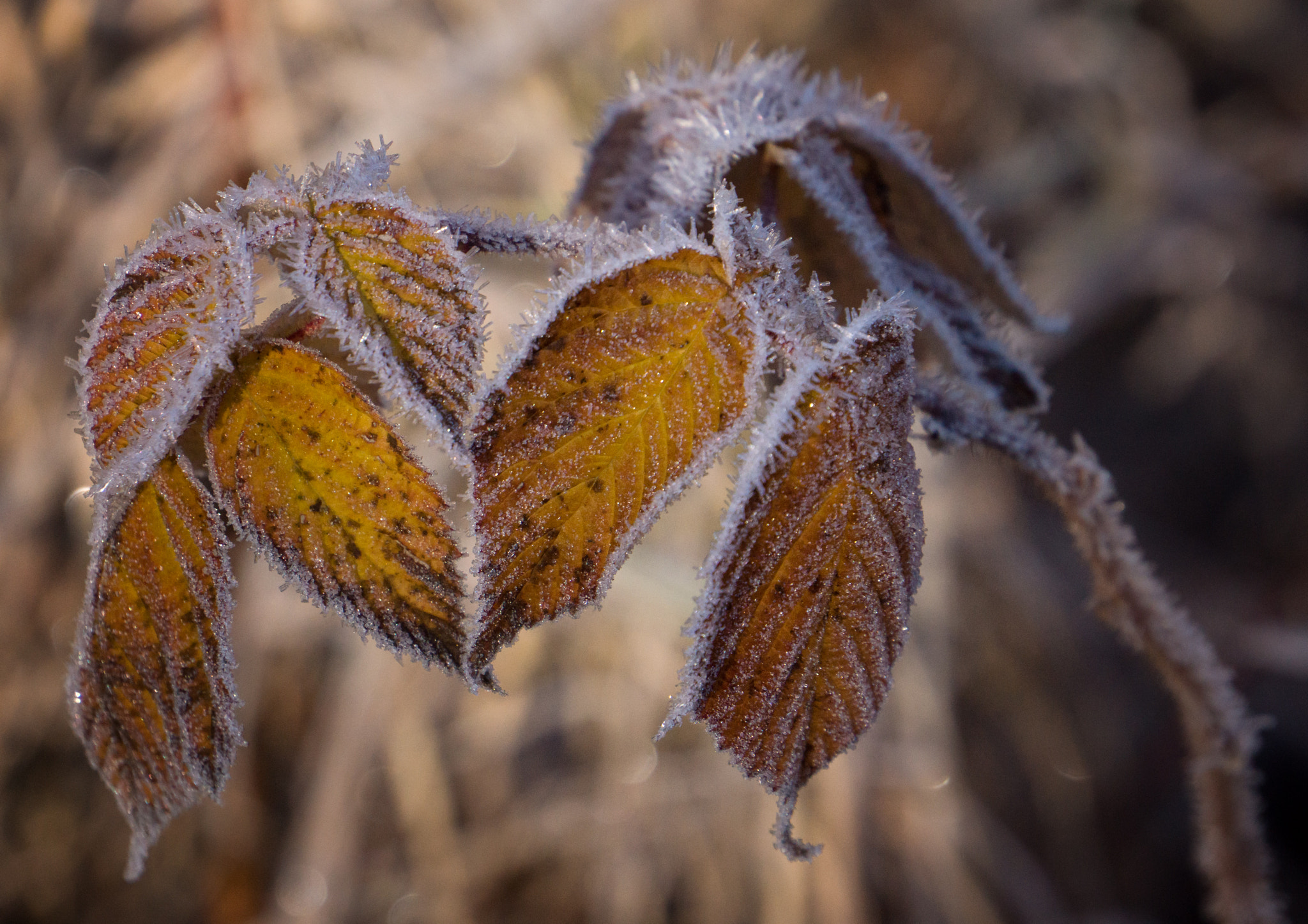 Sony E 18-200mm F3.5-6.3 OSS sample photo. 'no rhyme or reason' ... just rime photography