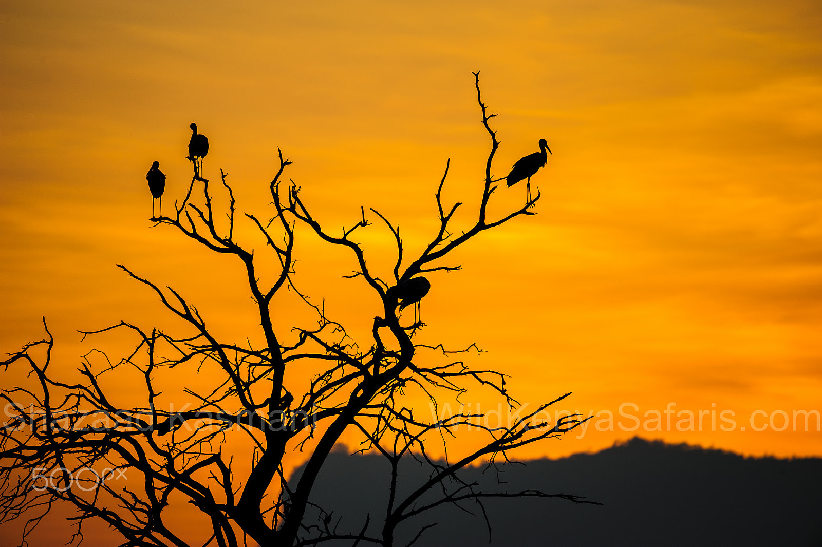Sigma 150-600mm F5-6.3 DG OS HSM | C sample photo. Magical tsavo sunset photography