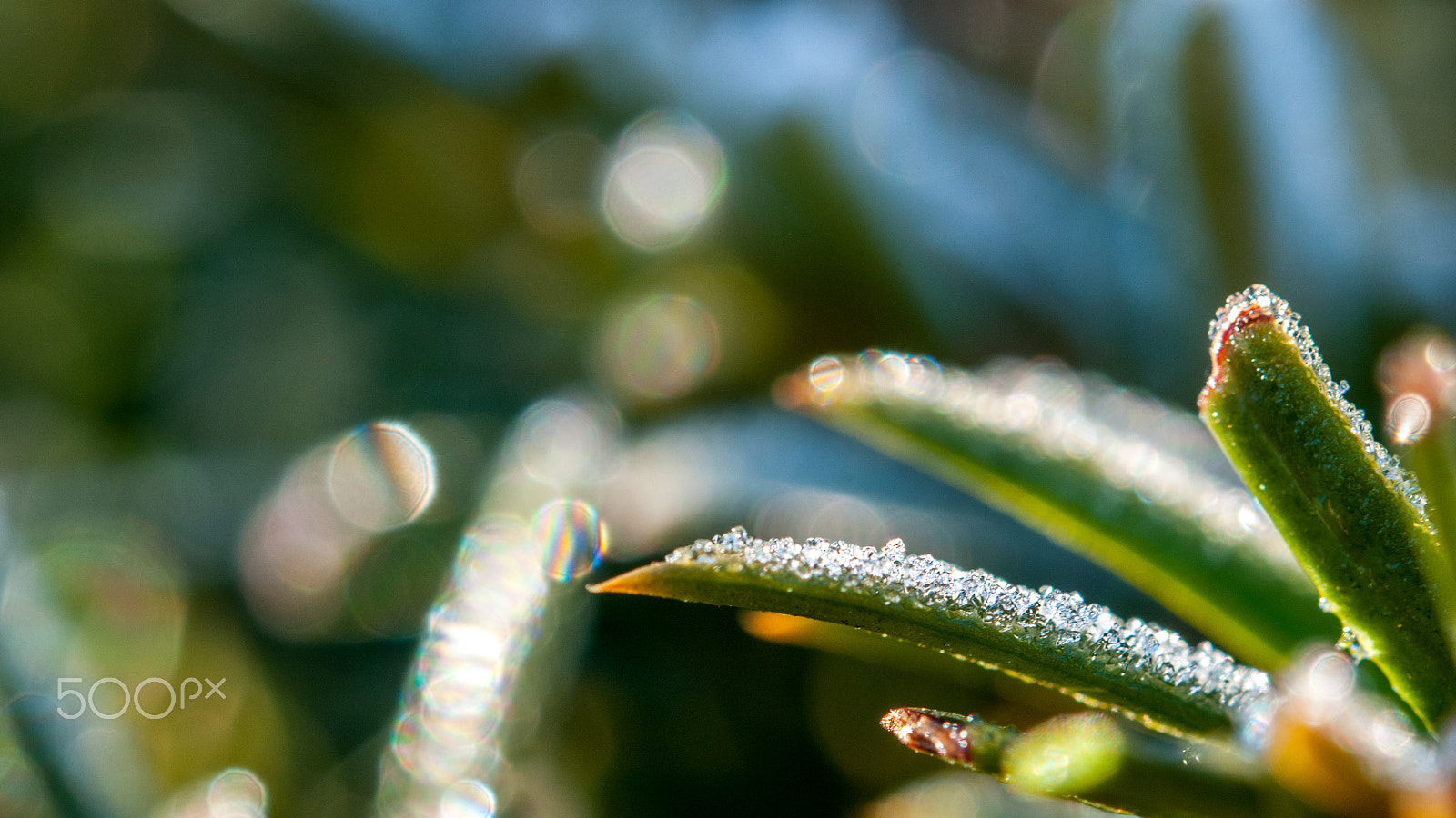 Nikon AF-S Micro-Nikkor 60mm F2.8G ED sample photo. Ice diamond photography