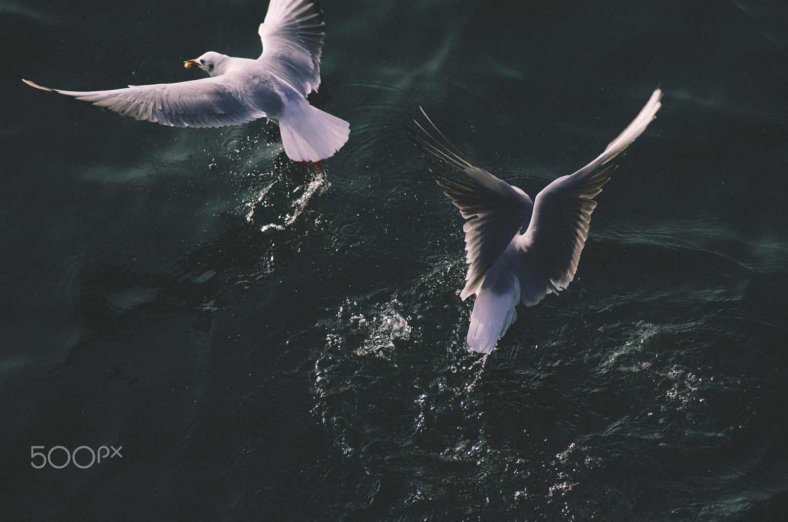 Tamron AF 70-300mm F4-5.6 LD Macro 1:2 sample photo. Seabirds photography