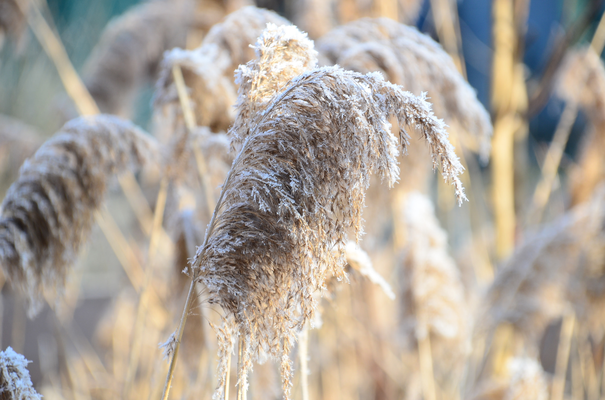 Nikon D7000 + Sigma 18-200mm F3.5-6.3 DC OS HSM sample photo. Ice_reed photography