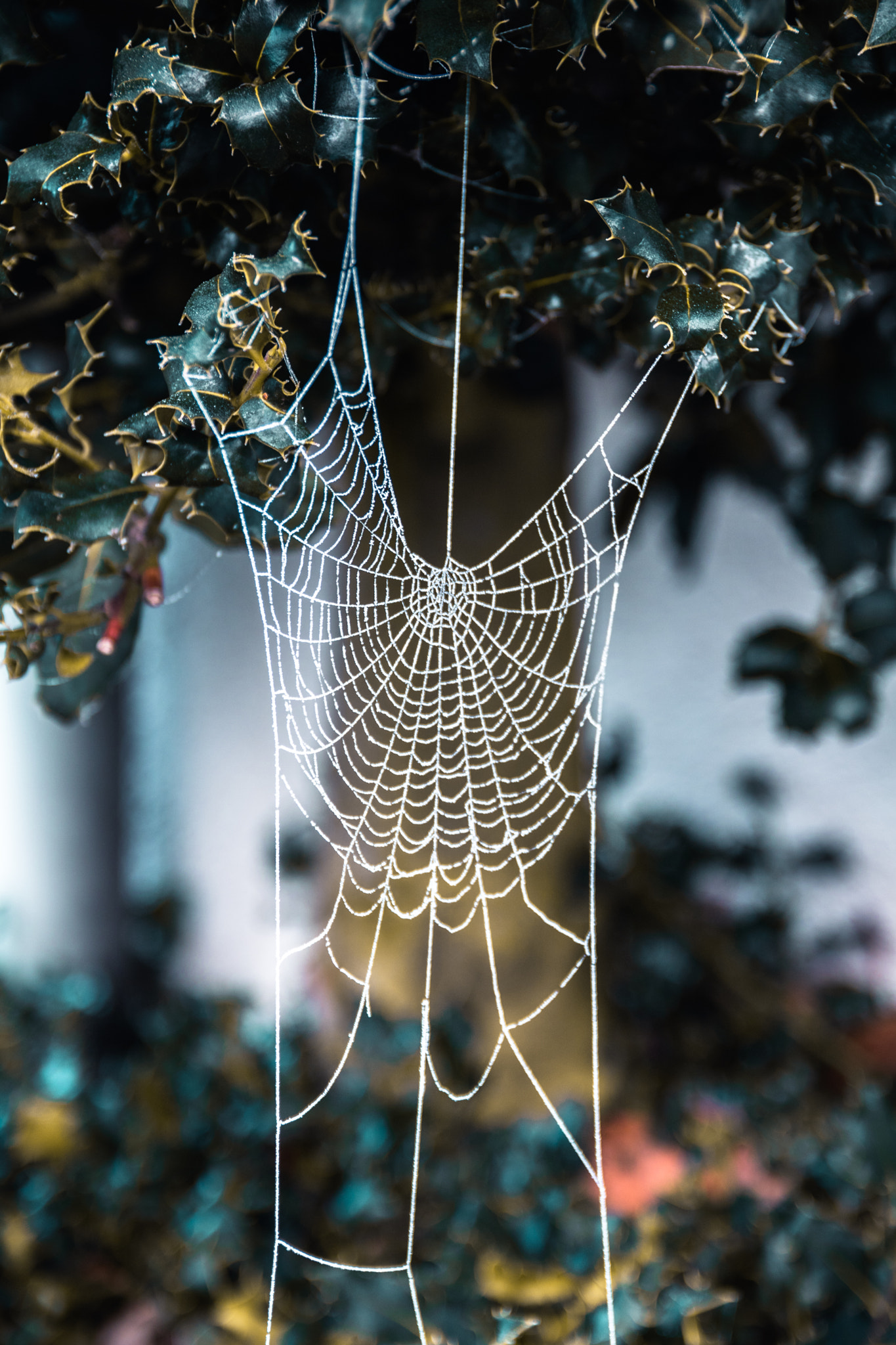 Canon EOS 750D (EOS Rebel T6i / EOS Kiss X8i) sample photo. Cold spider's web photography