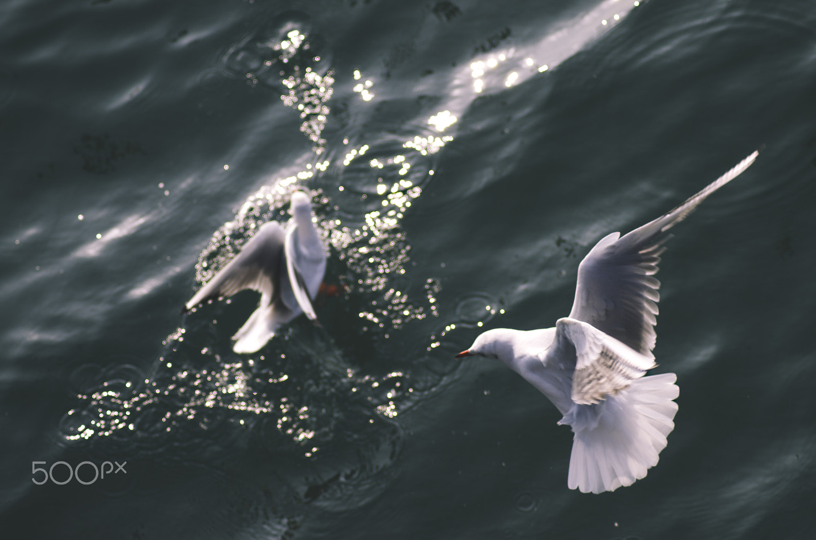 Pentax K-50 sample photo. Seabirds photography