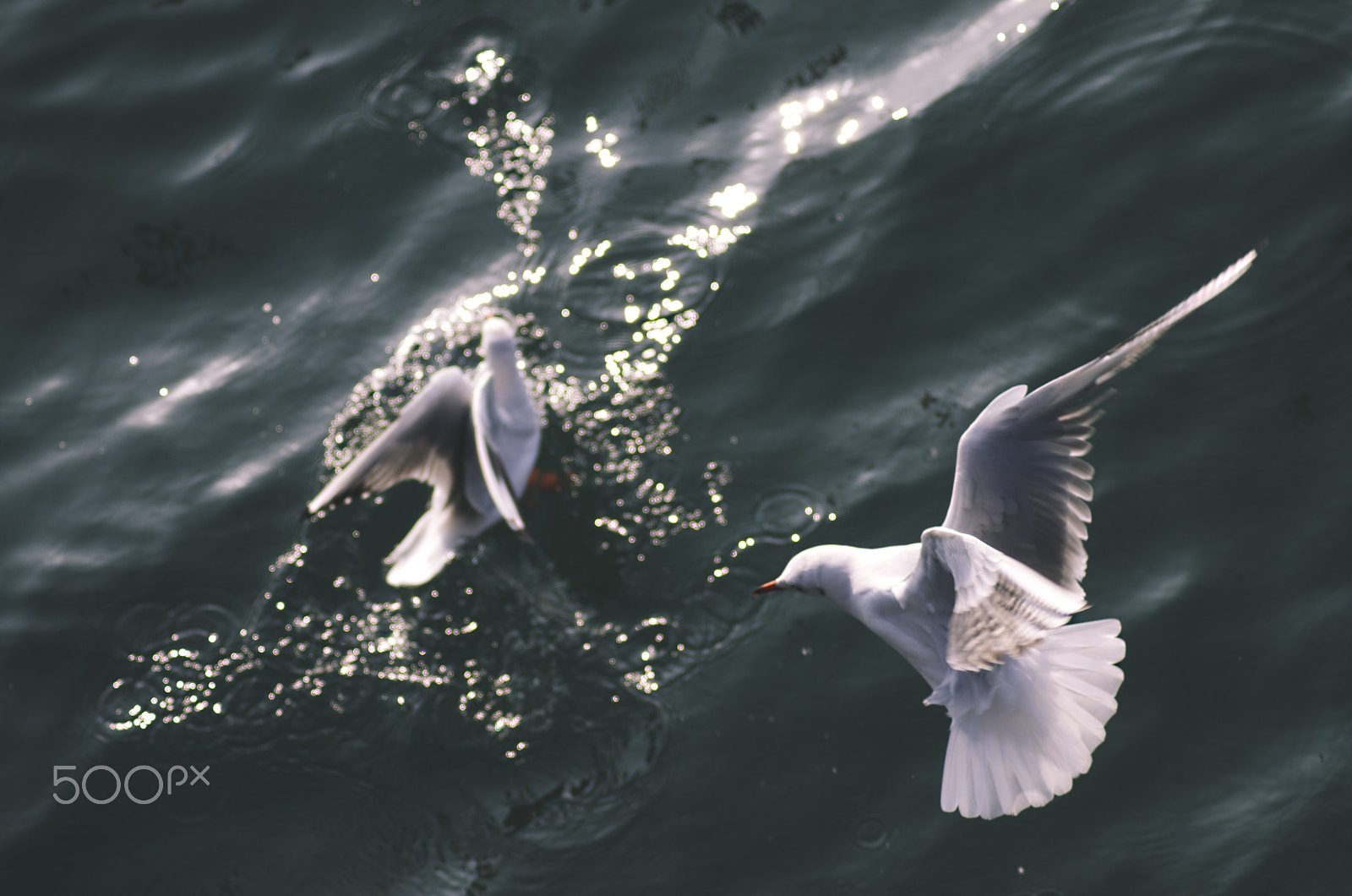 Tamron AF 70-300mm F4-5.6 LD Macro 1:2 sample photo. Seabirds photography