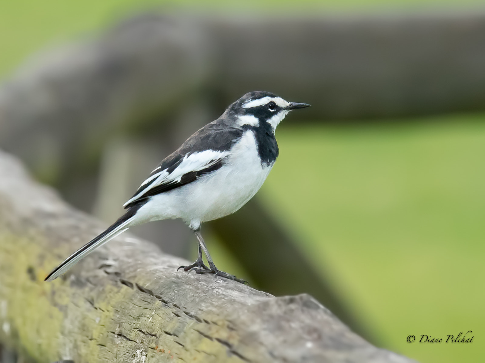 Canon EOS 7D Mark II sample photo. Bergeronnette pie-african pied wagtail photography
