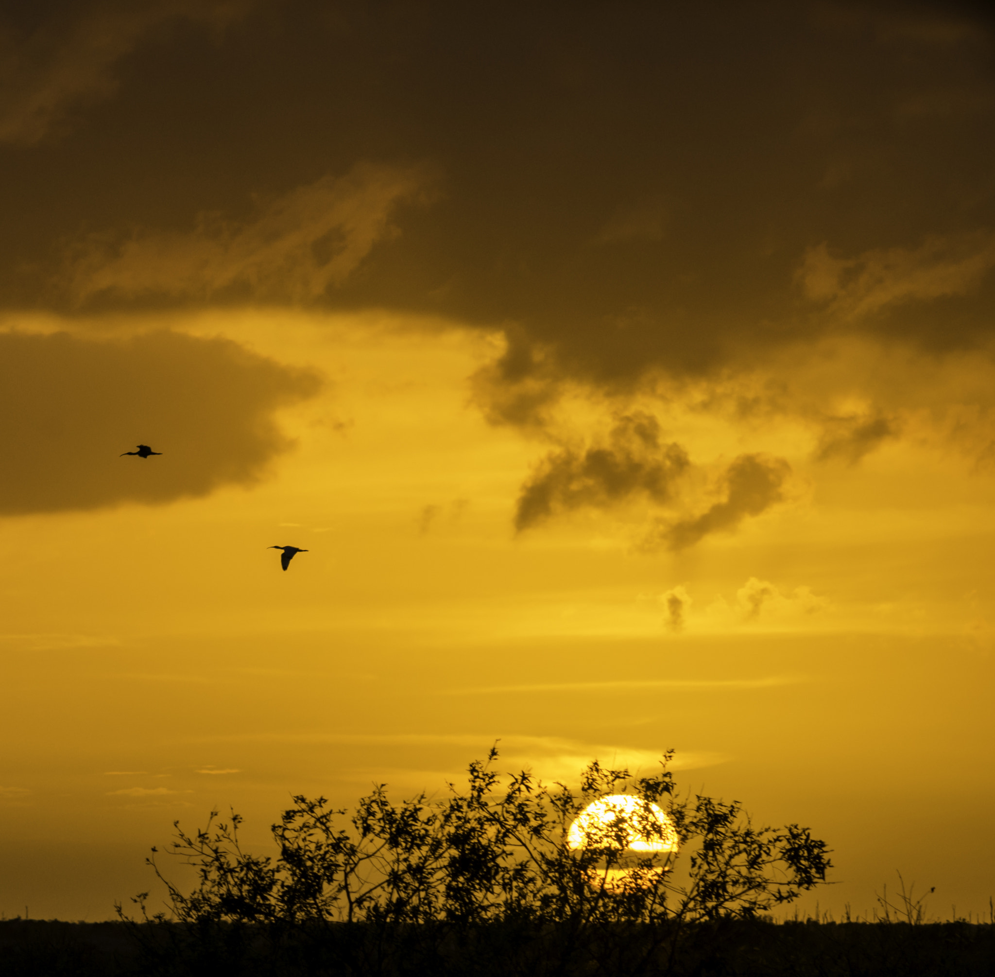 Sony a7 + Minolta AF 200mm F2.8 HS-APO G sample photo. Birds in flight at sunset photography