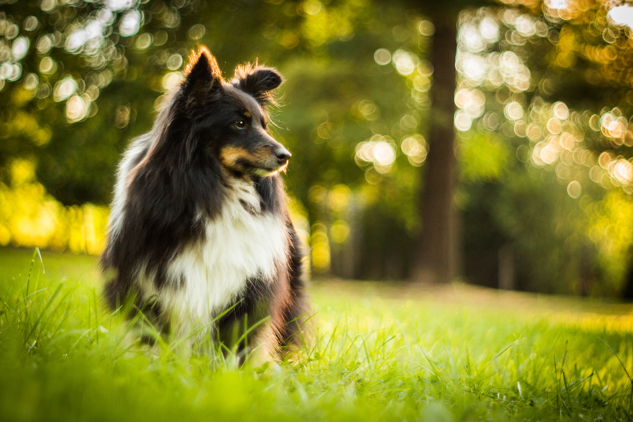 Canon EF 35-80mm f/4-5.6 sample photo. Bokeh sunset photography