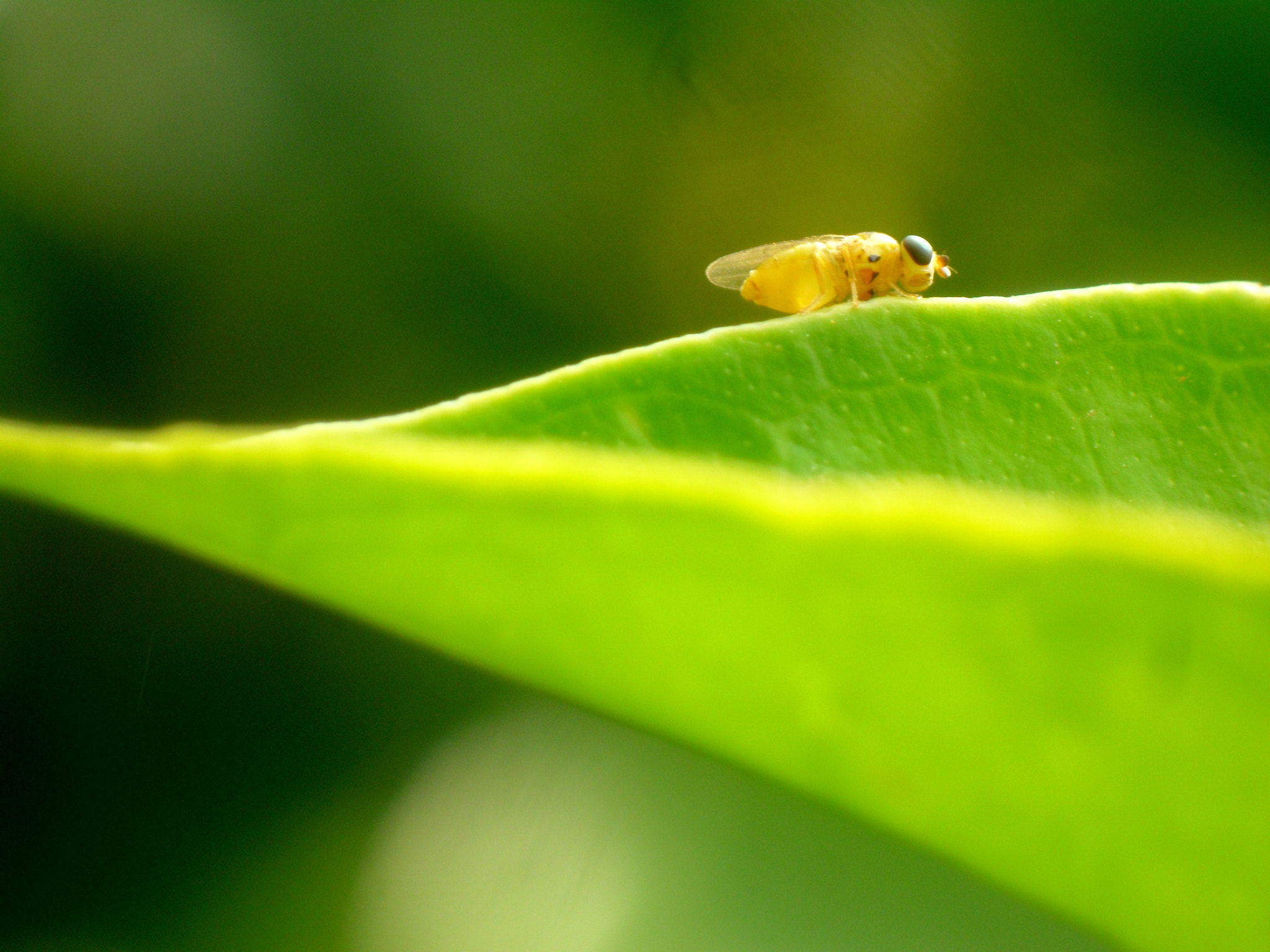 Samsung PL90/VLUU PL90 sample photo. The bee photography