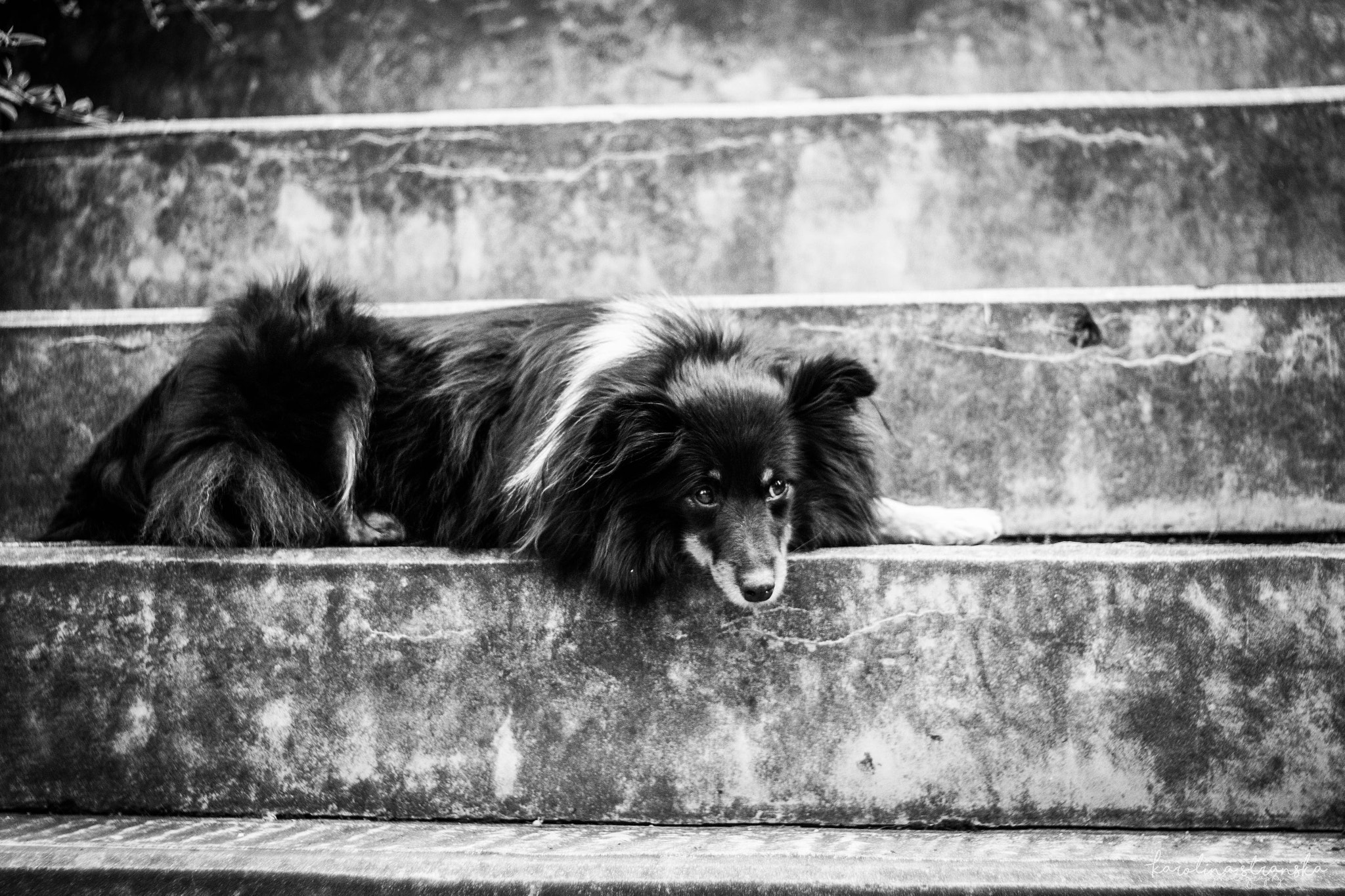 Canon EF 35-80mm f/4-5.6 sample photo. Sad dog photography