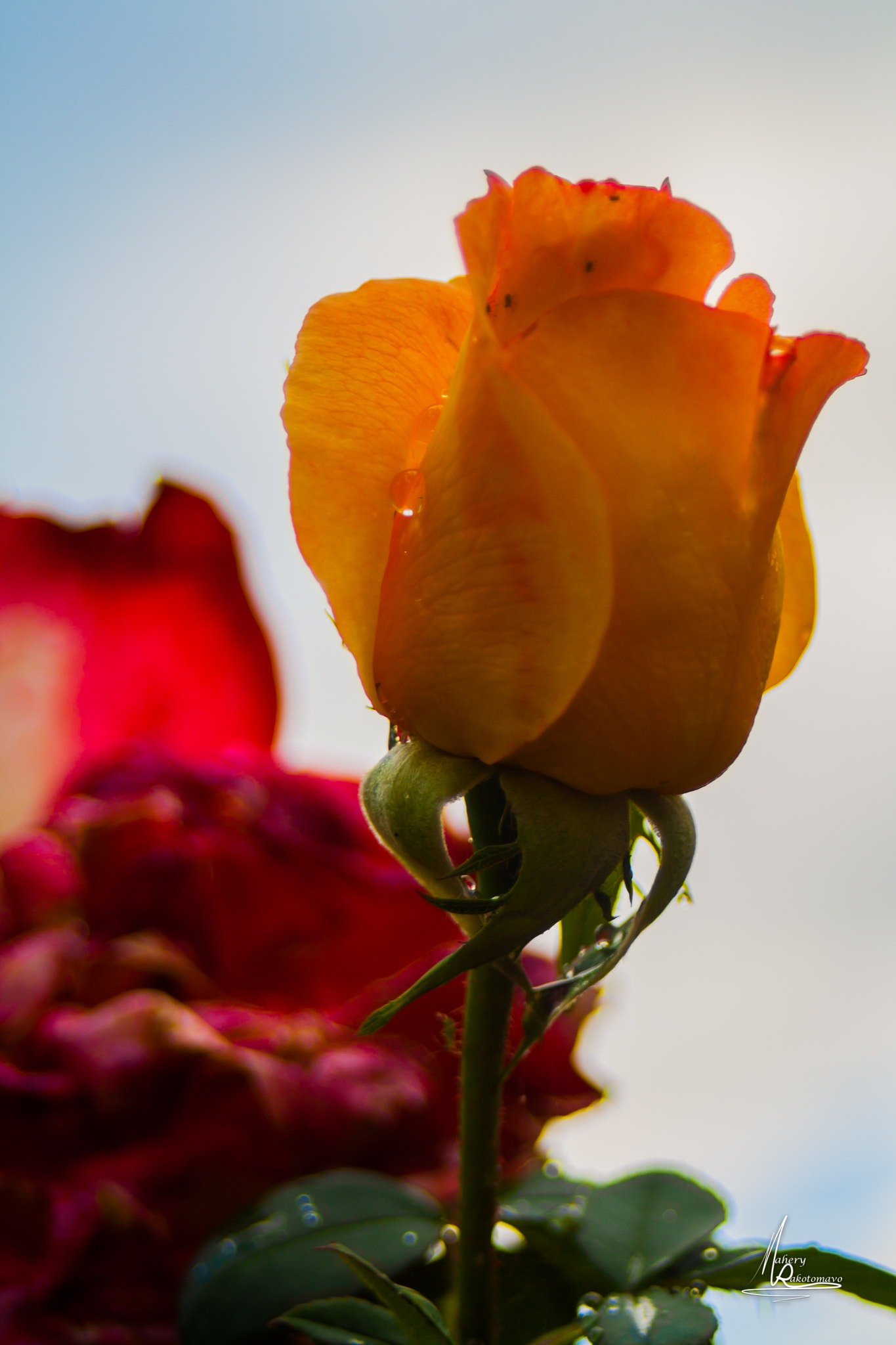 Canon EF 28-80mm f/3.5-5.6 sample photo. Rose photography
