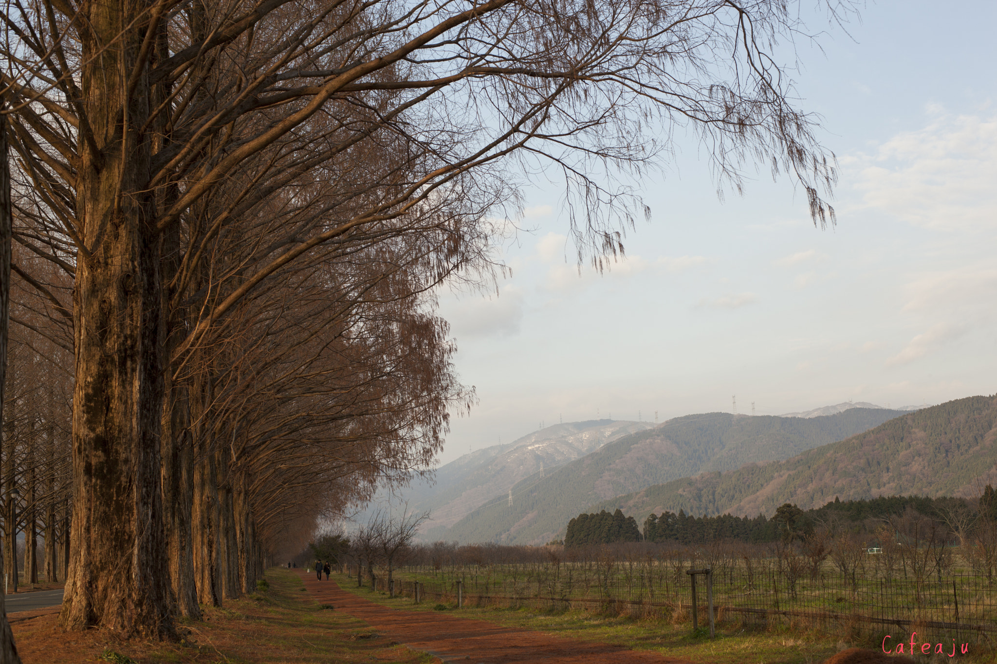 ZEISS Planar T* 50mm F1.4 sample photo. Metasequoia photography