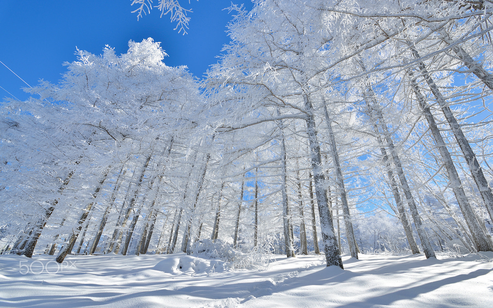 Nikon D800 sample photo. Winter forest photography