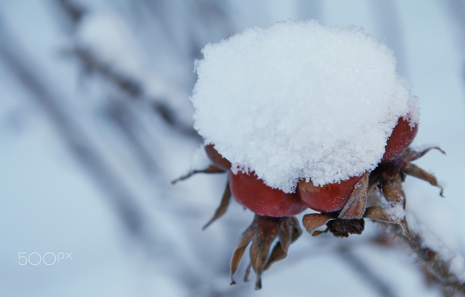 Canon EOS 1000D (EOS Digital Rebel XS / EOS Kiss F) sample photo. Rosehip in snow photography