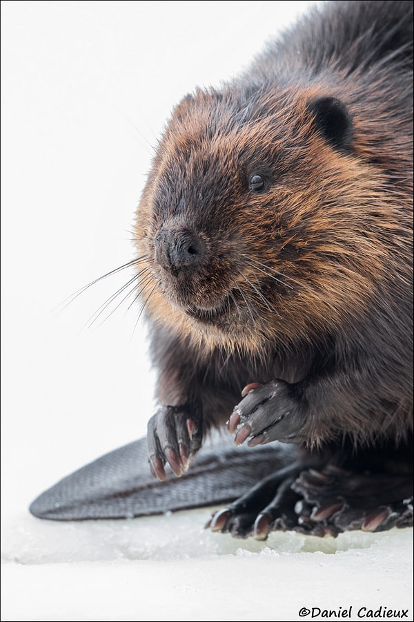Canon EF 500mm F4L IS II USM sample photo. Beaver on ice photography