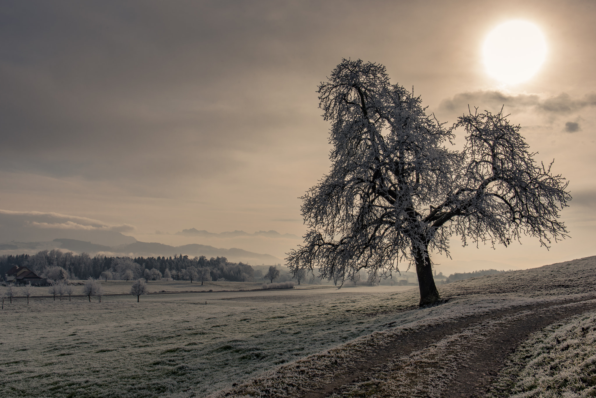 Nikon D750 + Tamron SP 35mm F1.8 Di VC USD sample photo. Frozen winter tree photography