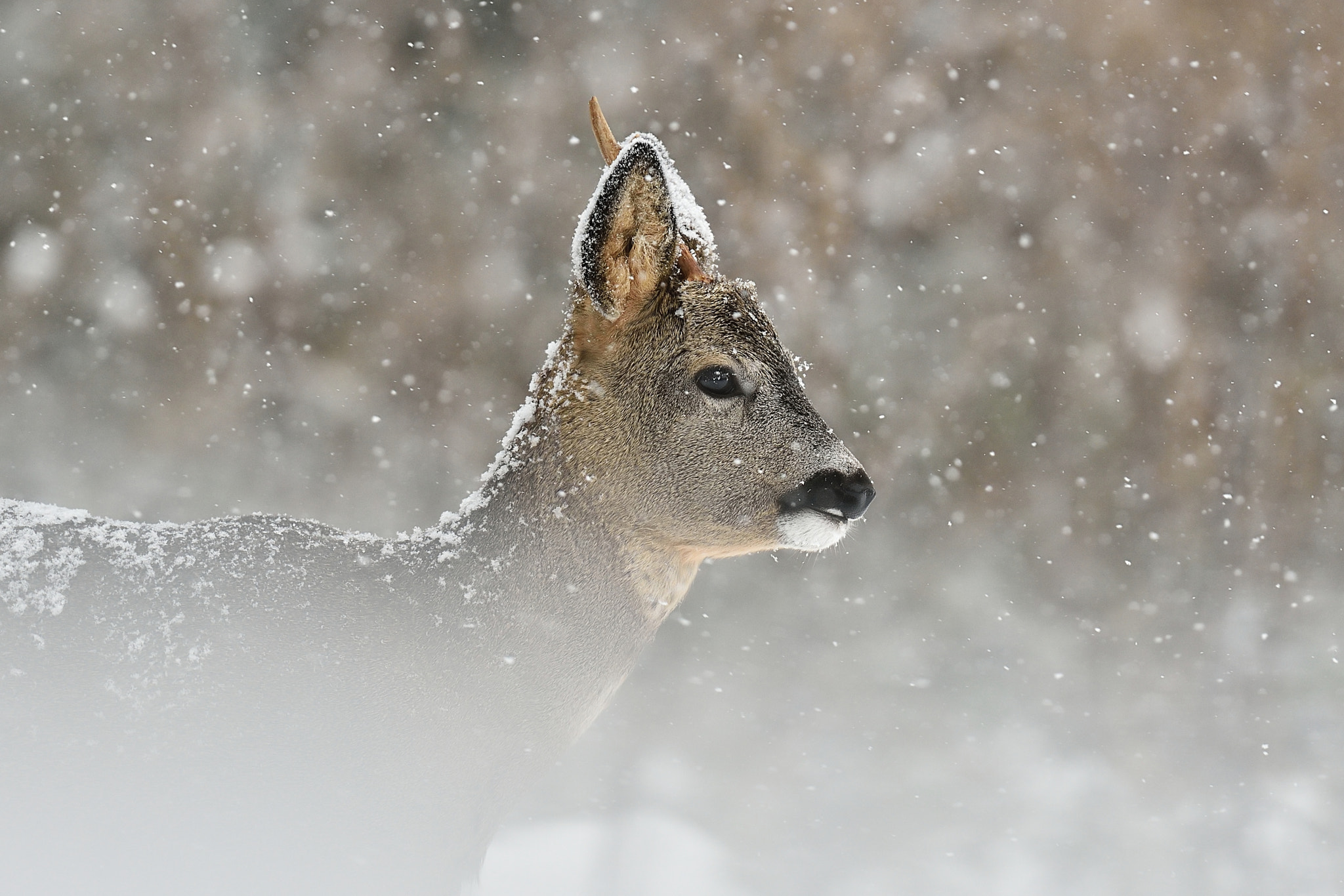 Nikon D4S sample photo. Roe deer in snowfall photography