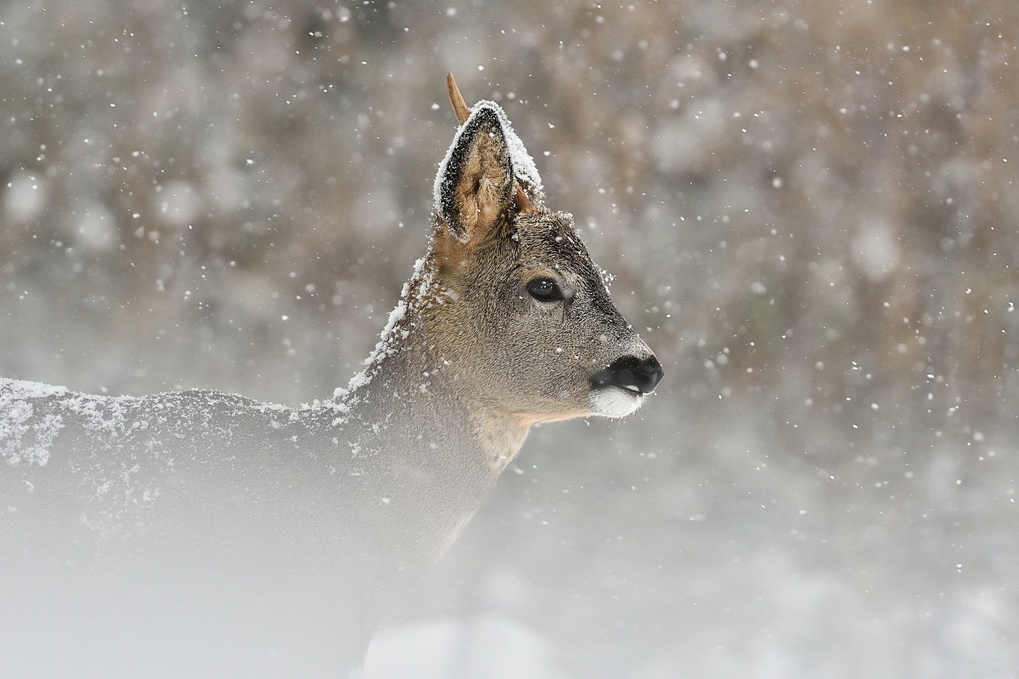 Nikon D4S + Nikon AF-S Nikkor 400mm F2.8G ED VR II sample photo. Roe deer in snowfall photography