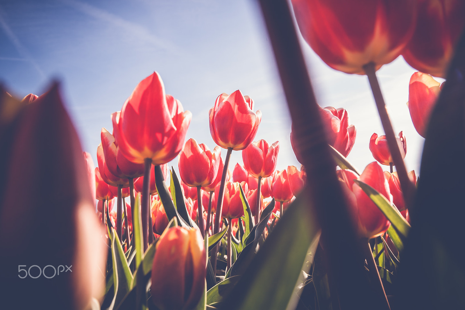 Sony Alpha DSLR-A900 + Sony Vario-Sonnar T* 16-35mm F2.8 ZA SSM sample photo. Tulips in spring sun. tulip in the field photography