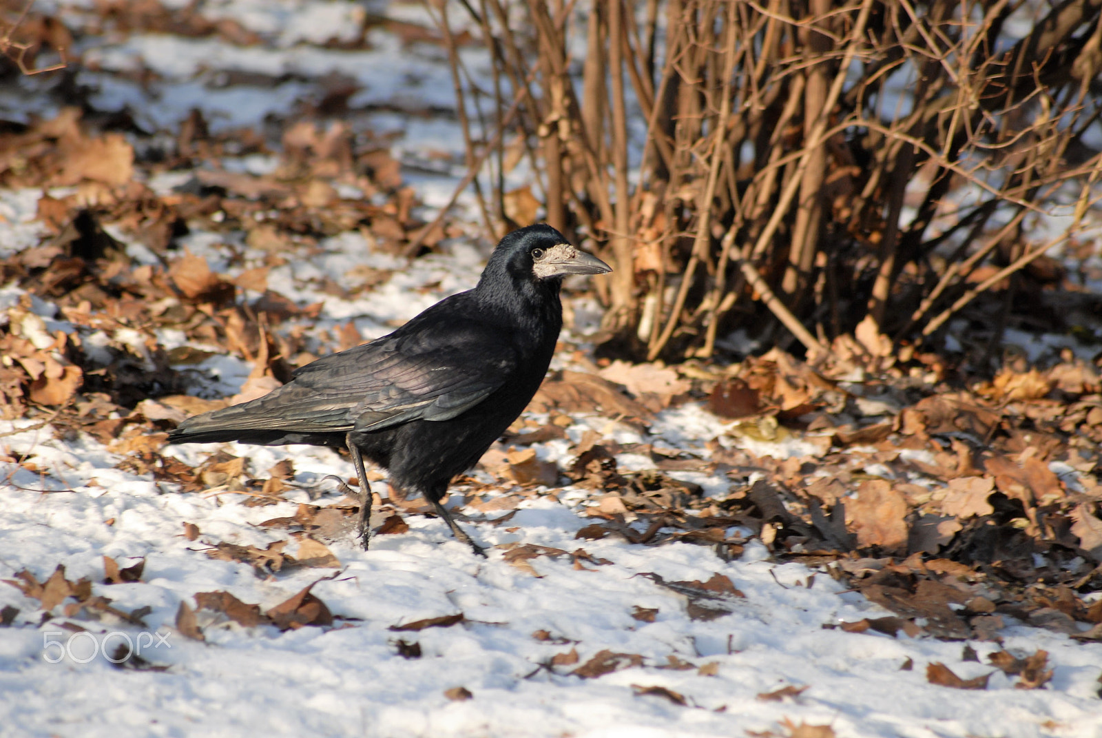 Sigma 70-300mm F4-5.6 APO DG Macro sample photo. Rook photography